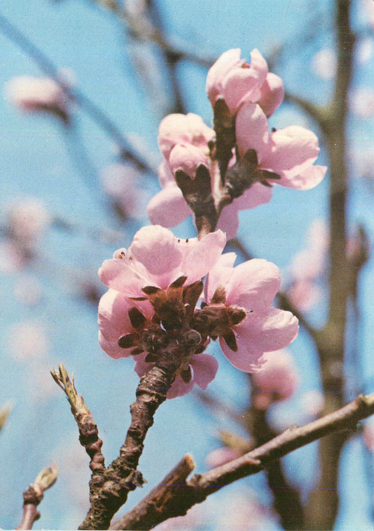 CPM Fleurs