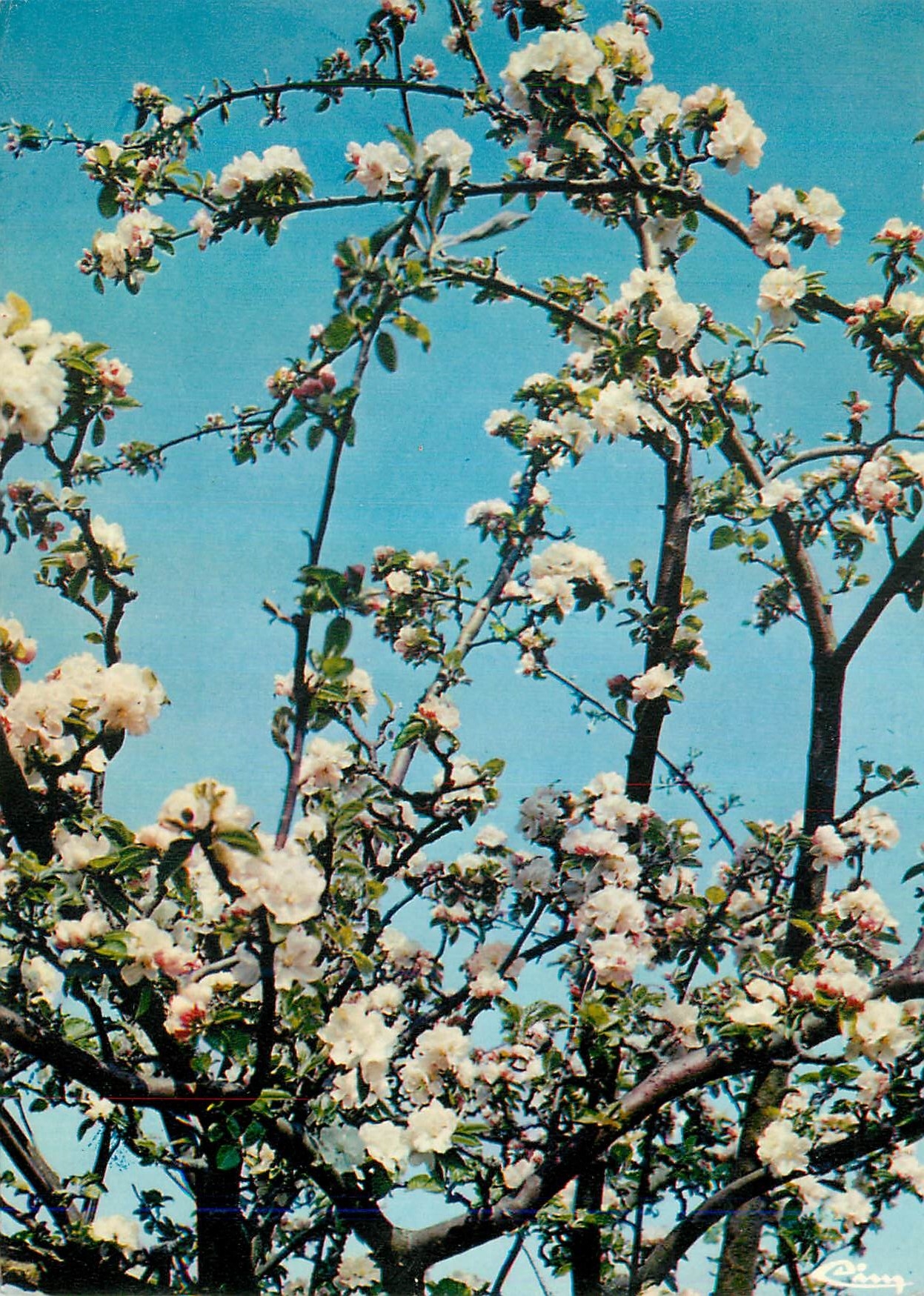 CPM Ma Normandie Les pommiers en fleurs 