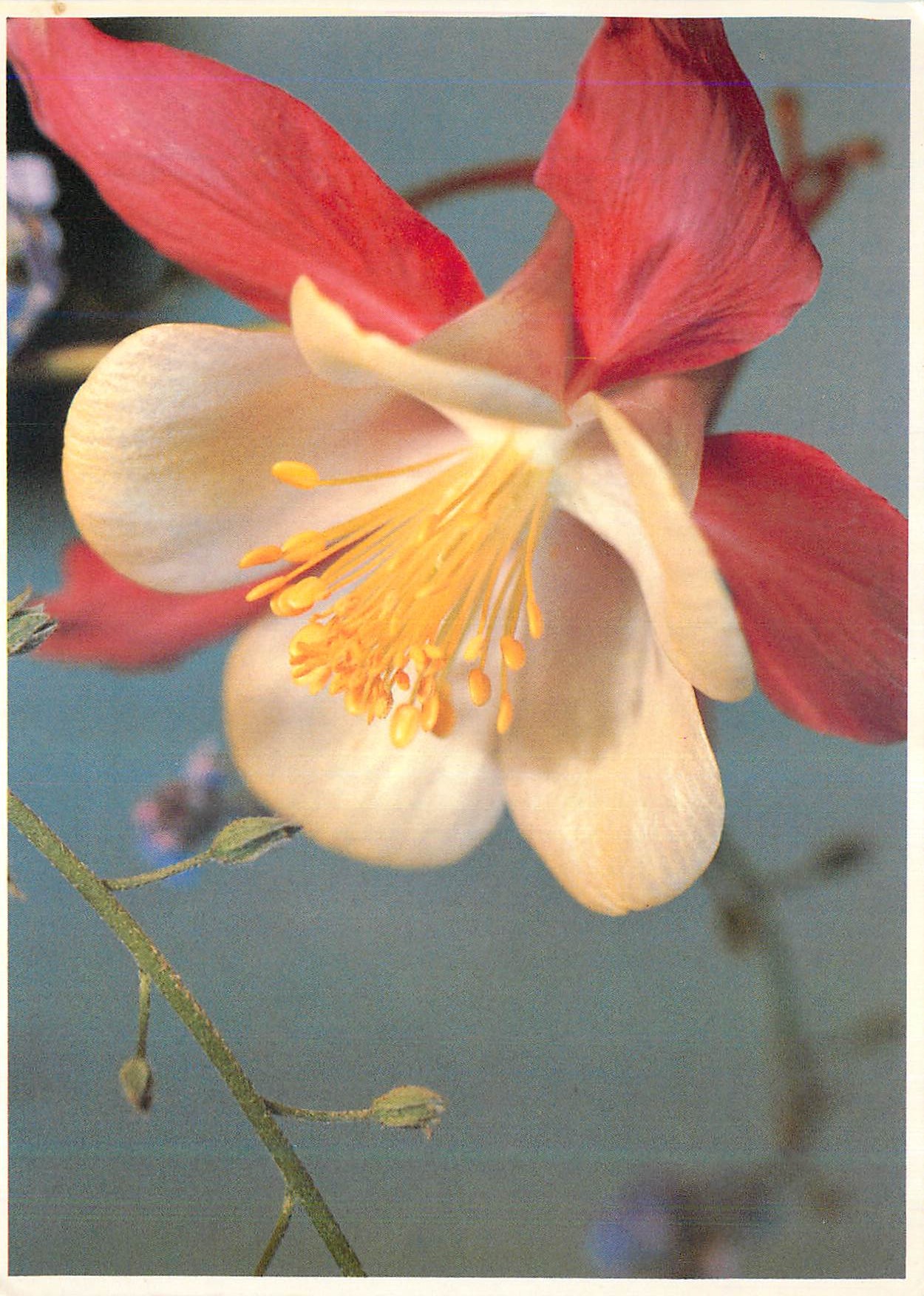 CPM Ancolie 