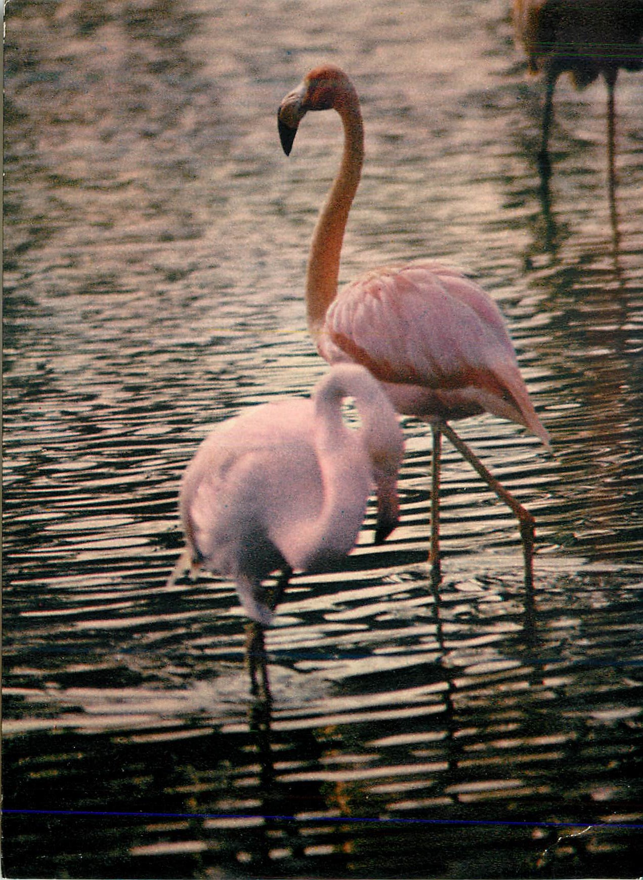 CPM La Camargue Pays de ciel bleu et de mirages Flamants roses