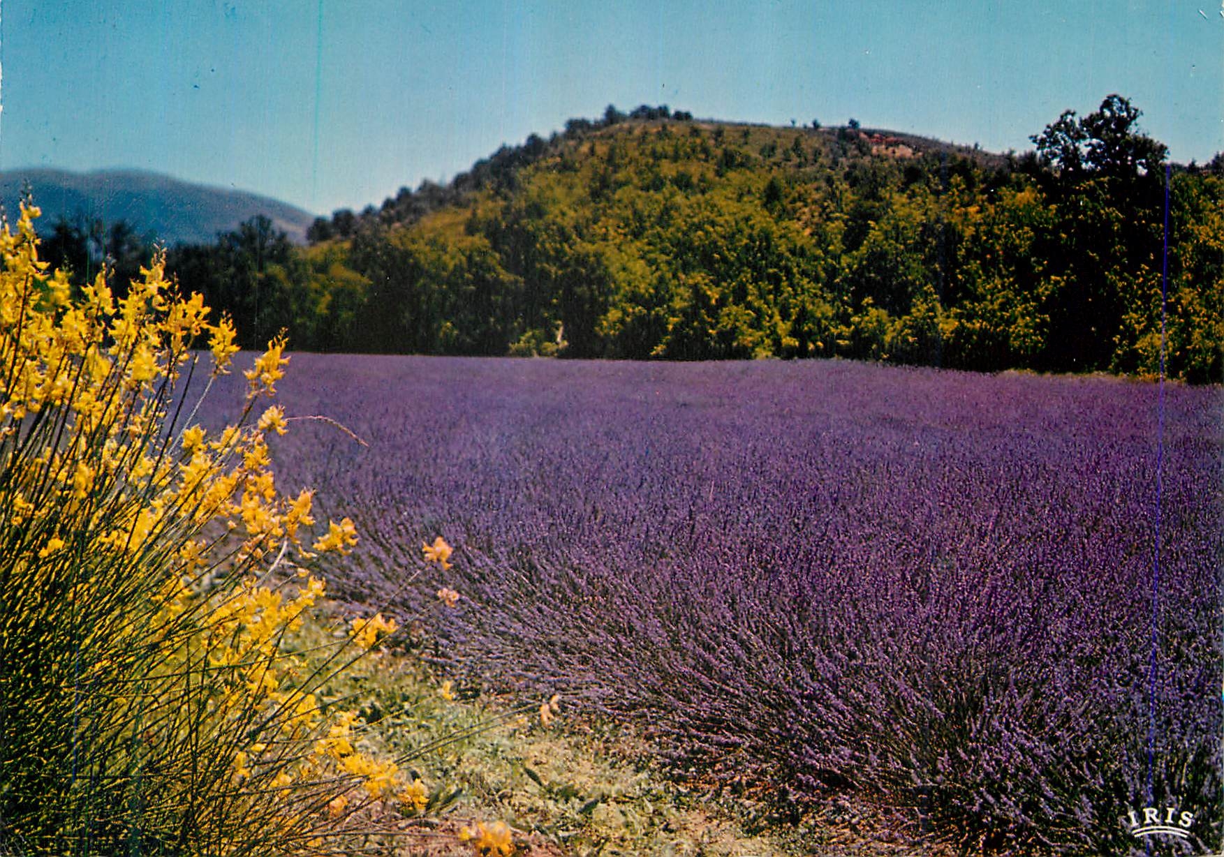CPM Charme de la Provence Bouquet de genets dans un champ de lavande 