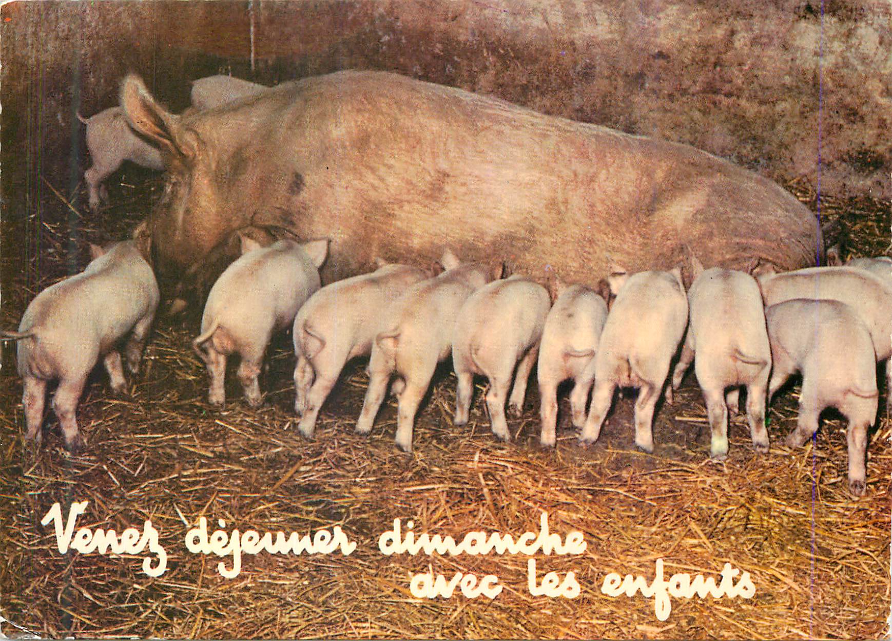 CPM Venez dejeuner dimanche avec les enfants Cochons Porcs