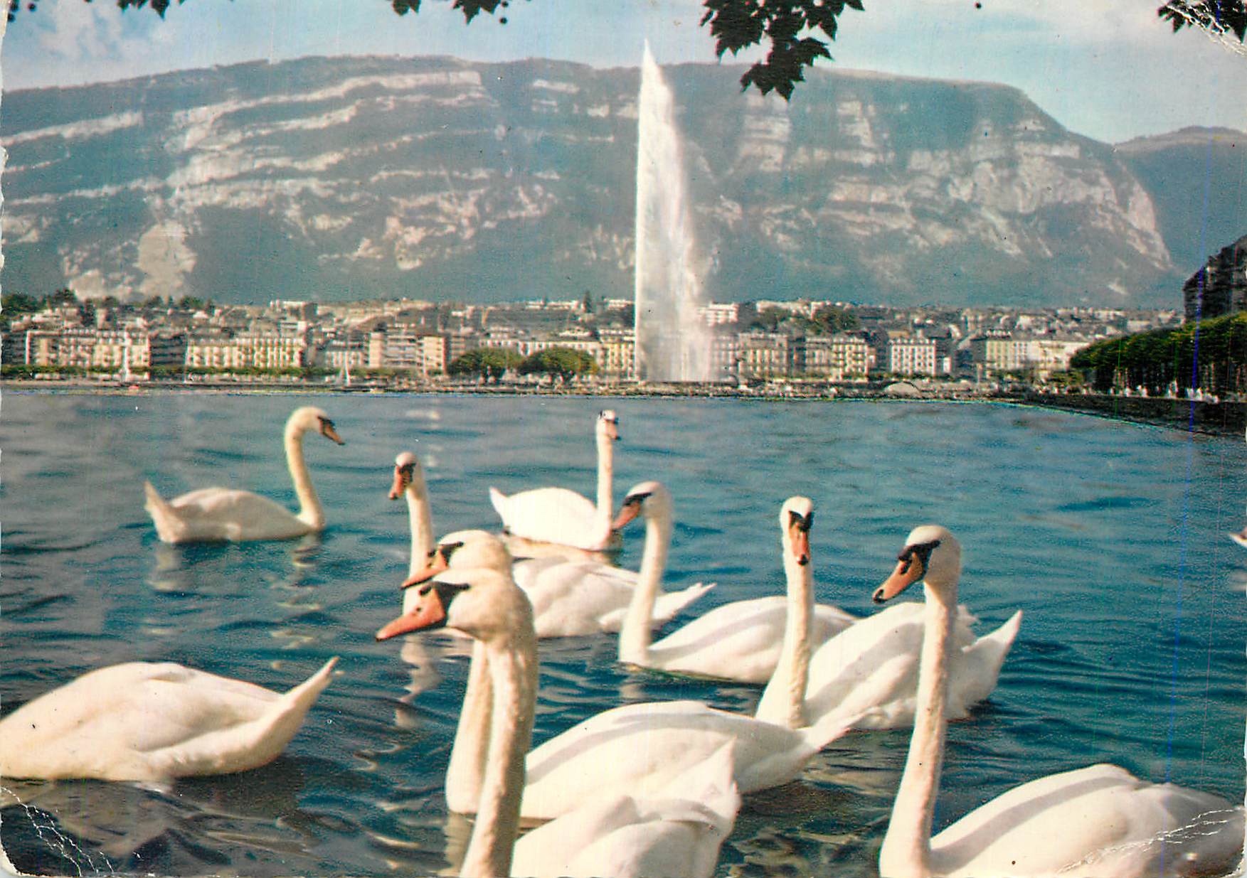 CPM Geneve Vue sur la Ville et le Saleve Cygnes