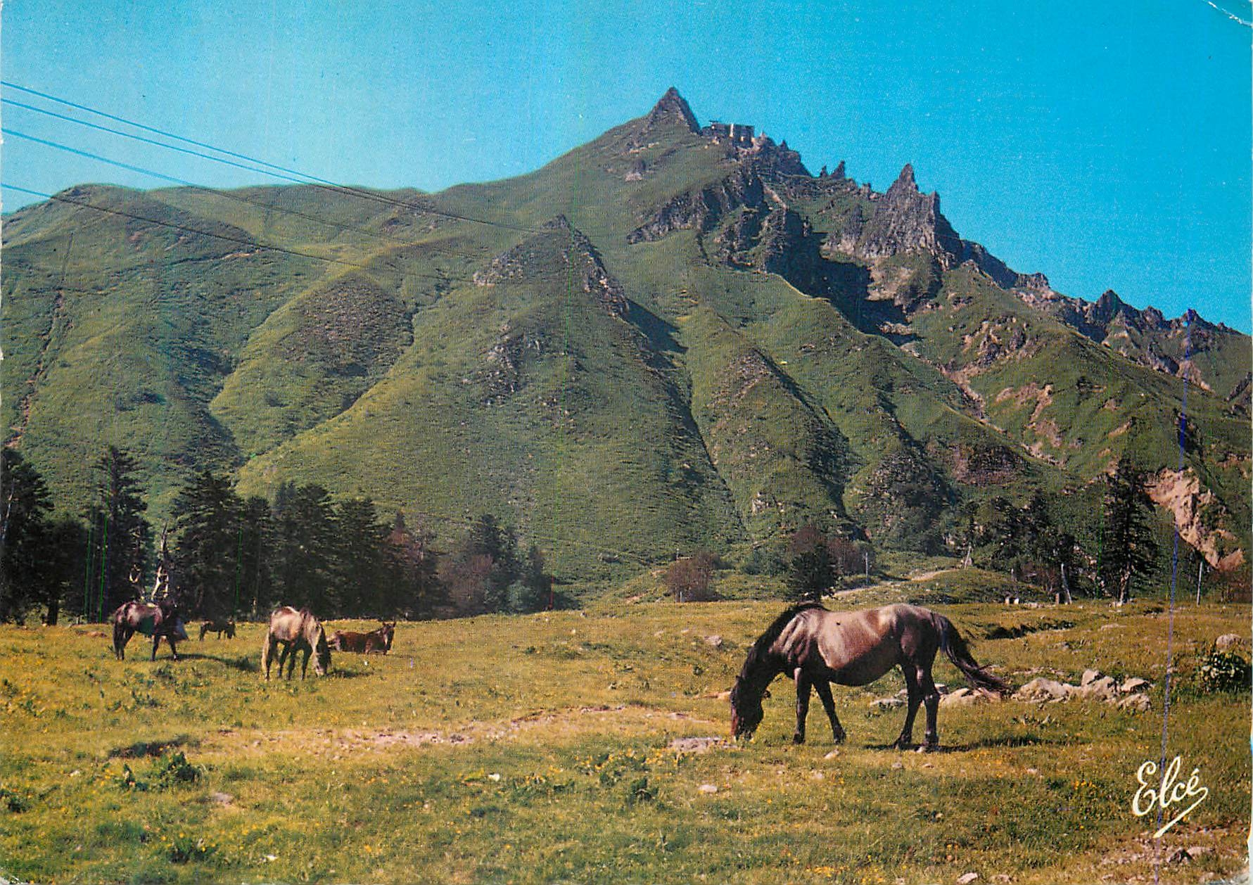 CPM Mont Dore P de D Les chevaux au paturage au pied du Sancy 
