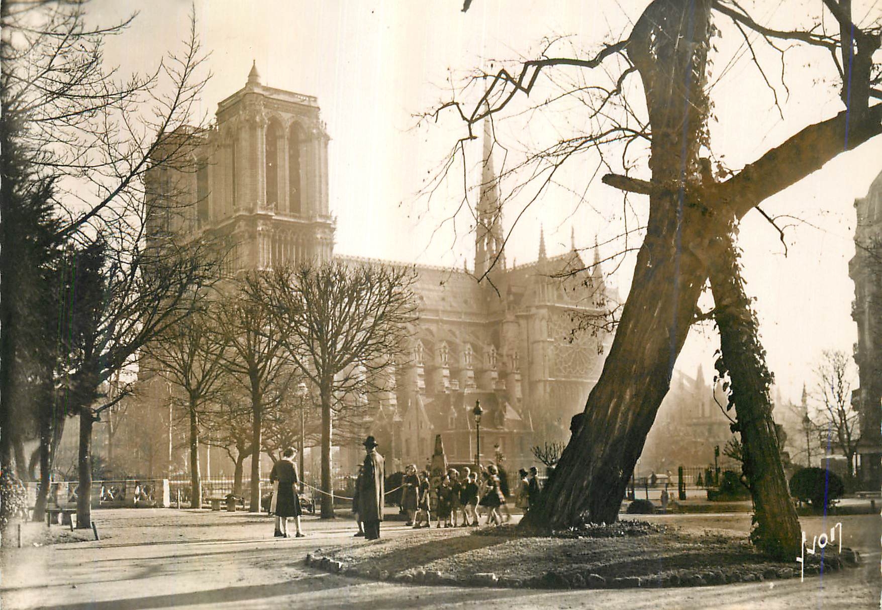 Notre-Dame vue du square Vivian — Au premier plan, le plus vieil arbre de Paris planté sous le règne de Louis XIV — Éditions d'Art, Paris