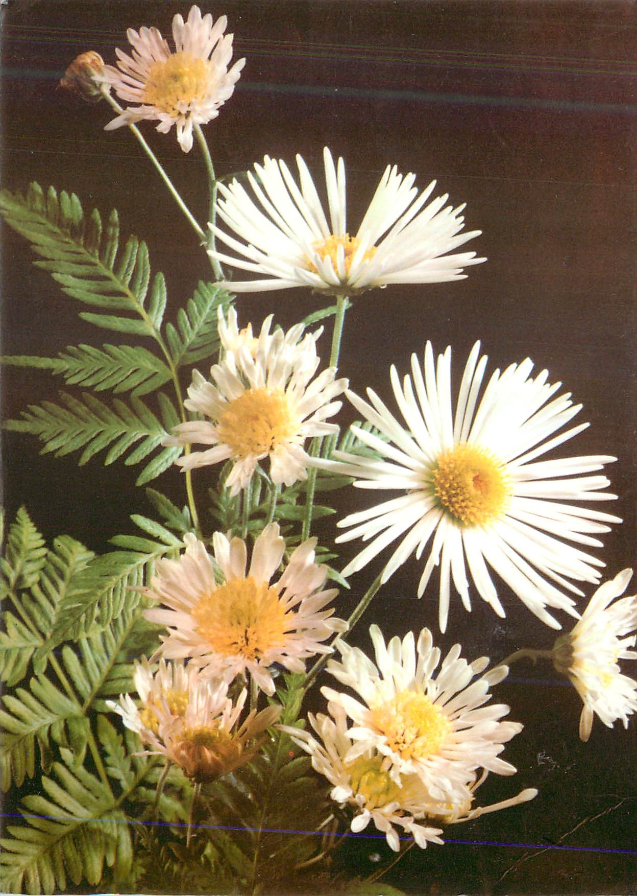 CPM Fleurs