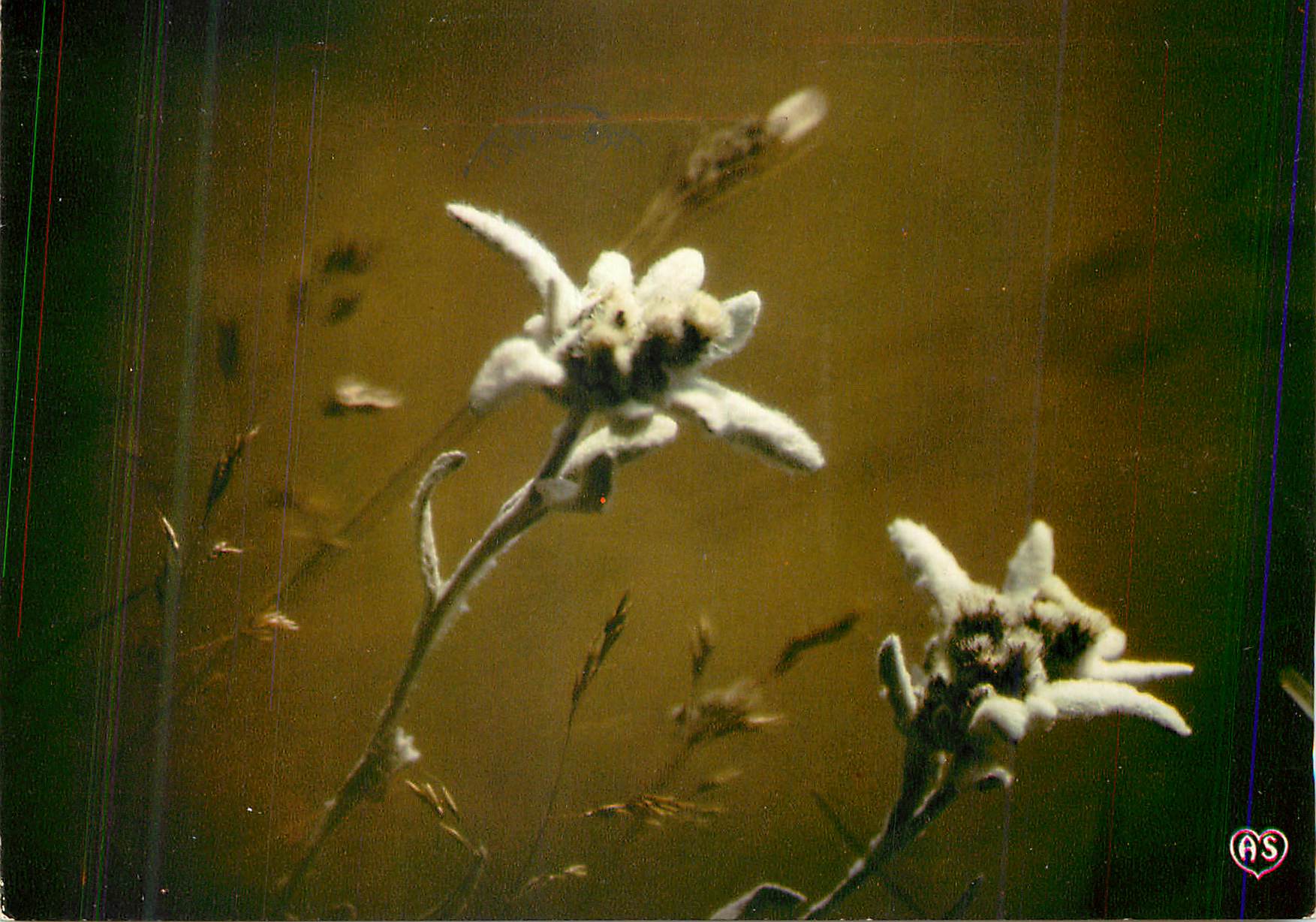 CPM Parc de la Vanoise L Edelweiss fleur sauvage 