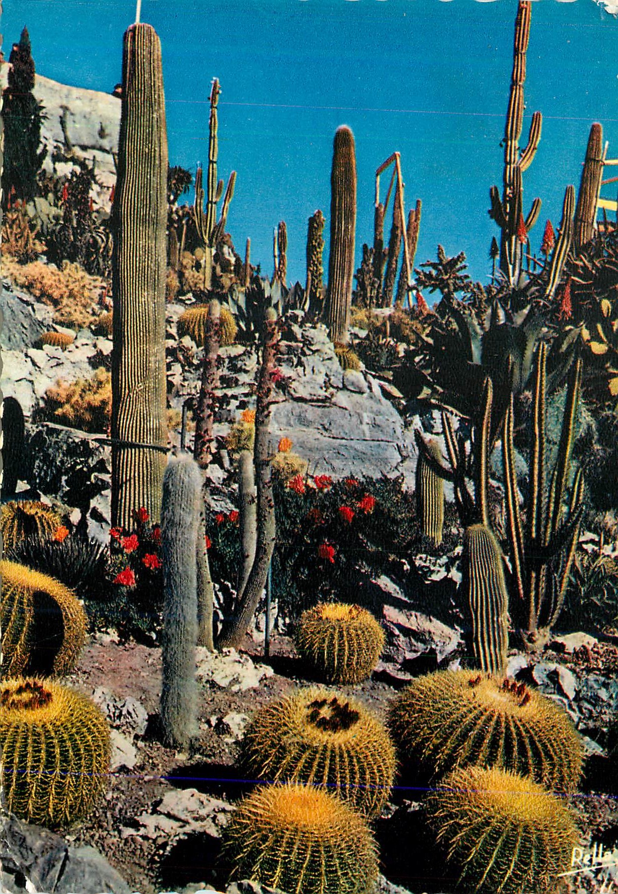 CPM La Cote d Azur Jardin exotique 