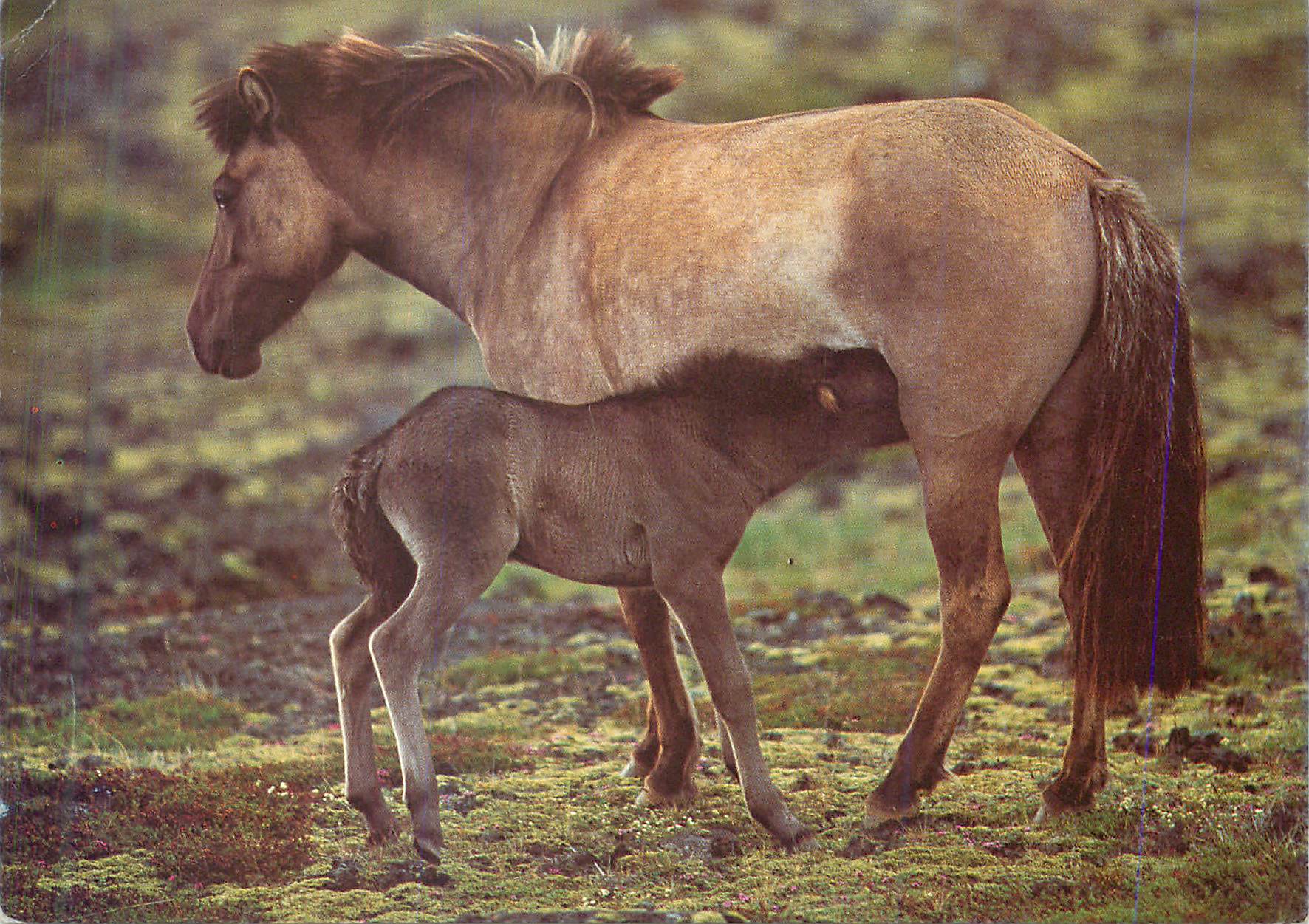 CPA Chevaux d Islande 
