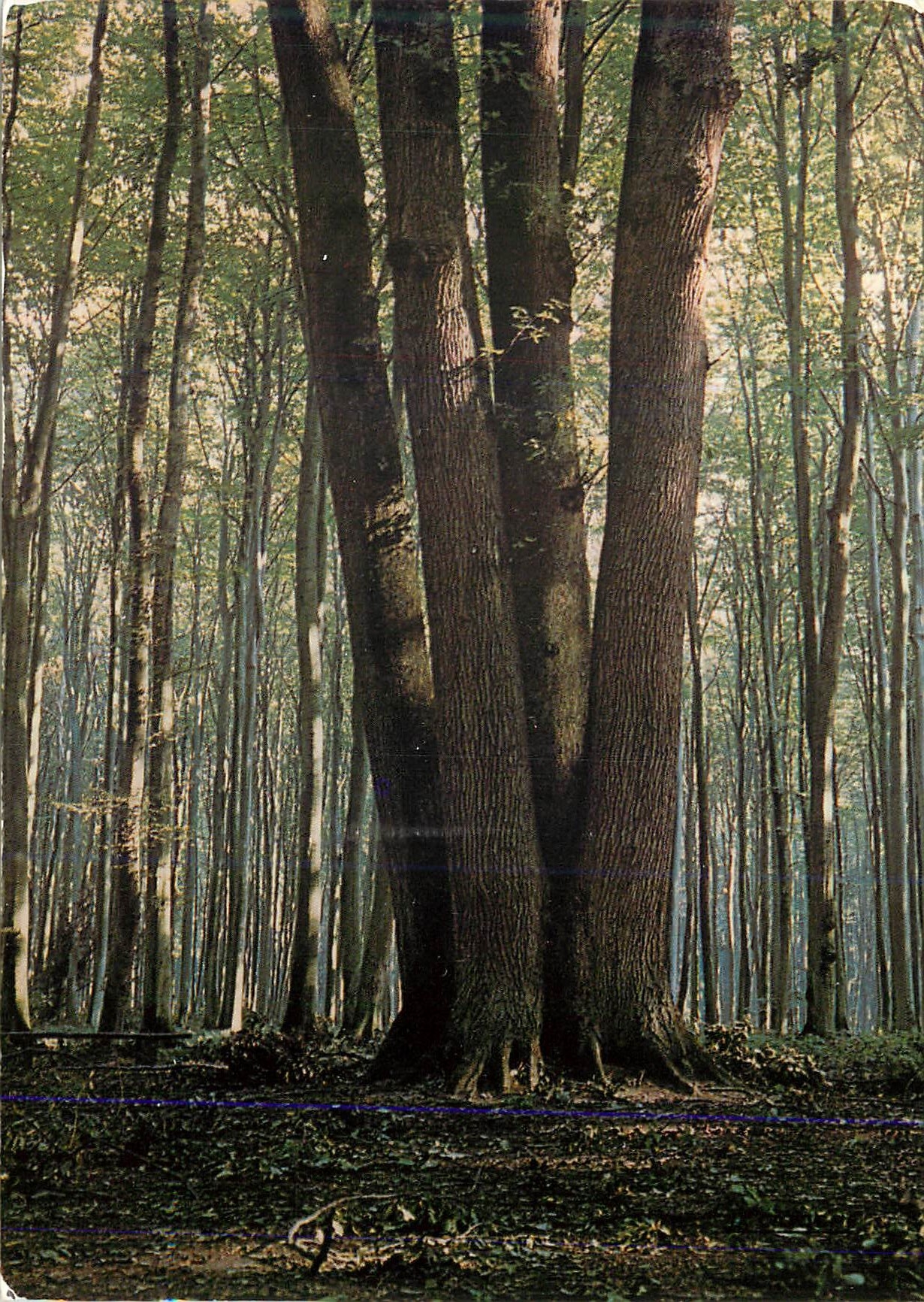 CPA En foret de Lyons Un bel arbre a quatre troncs 