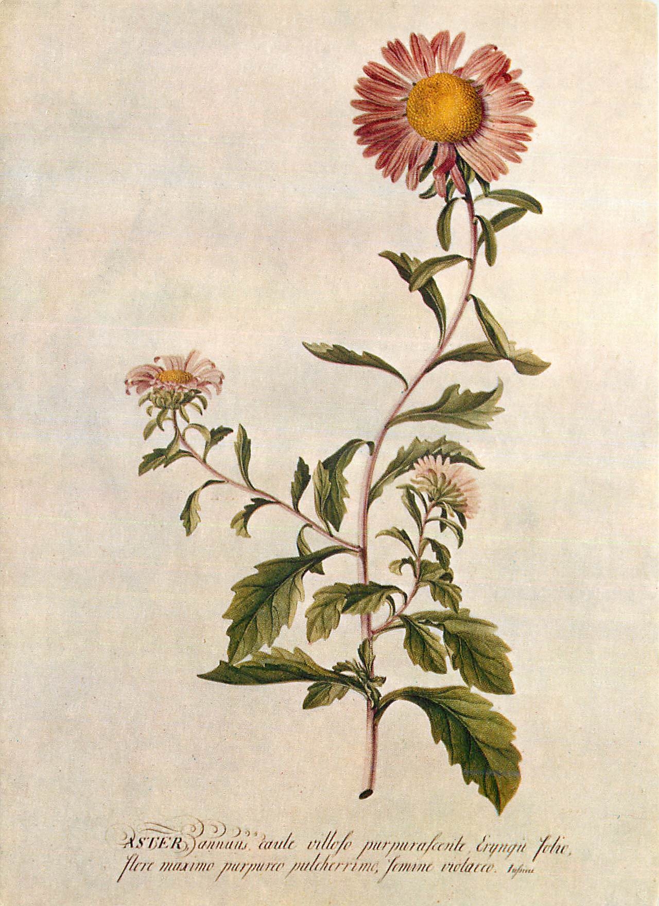 CPM Aster Water and body colour on vellum Victoria and Albert Museum 