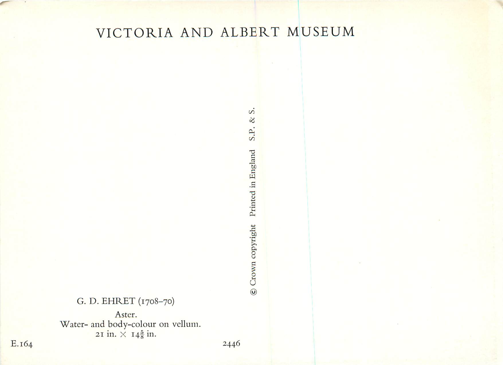 CPM Aster Water and body colour on vellum Victoria and Albert Museum  — Rückseite