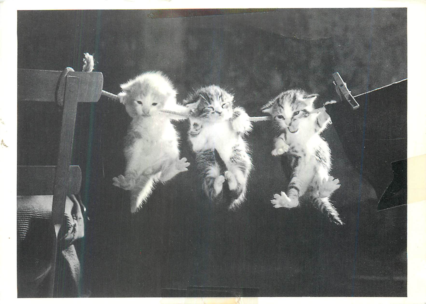 CPM Chats Chatons