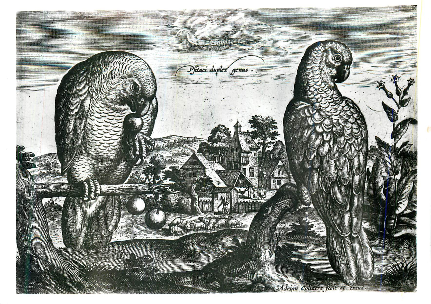 CPM Adrian Collaert Plate from Avium Vivae Icones Engraving Victoria and Albert Museum 