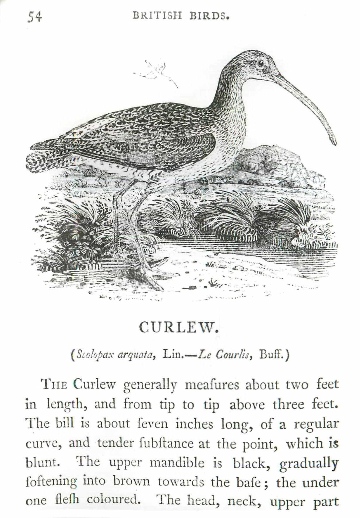 CPM Thomas Bewick Woodcut from British Birds Victoria and Albert Museum 