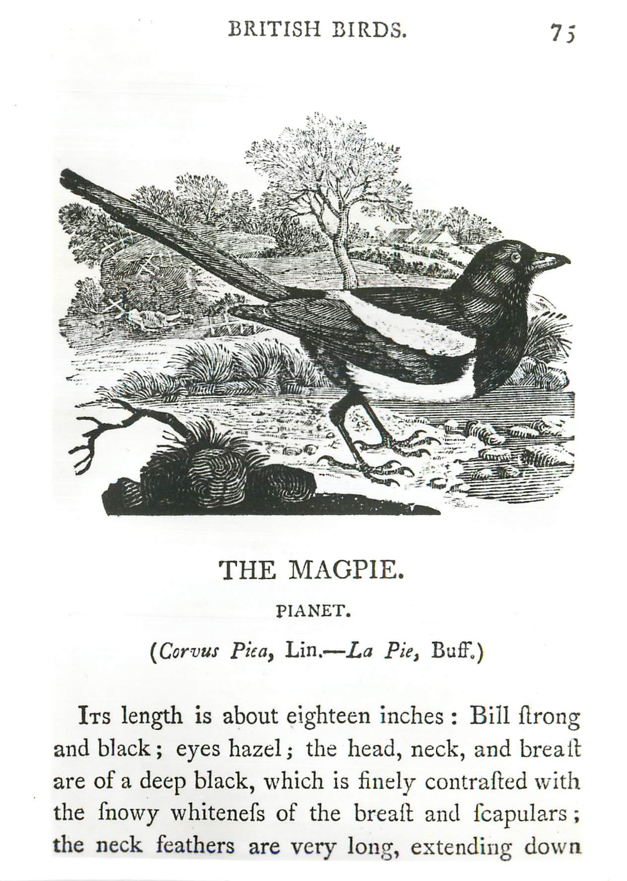 CPM Thomas Bewick Woodcut from British Birds Land Birds Victoria and Albert Museum 