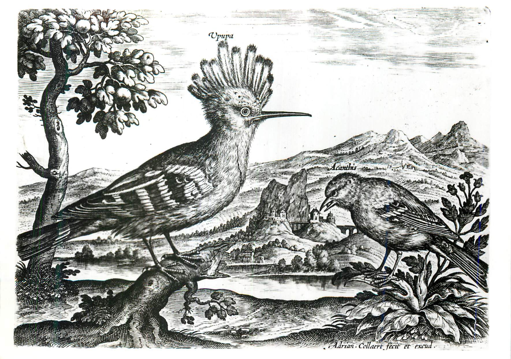 CPM Adrian Collaert Plate from Avium Vivae Icones Victoria and Albert Museum 
