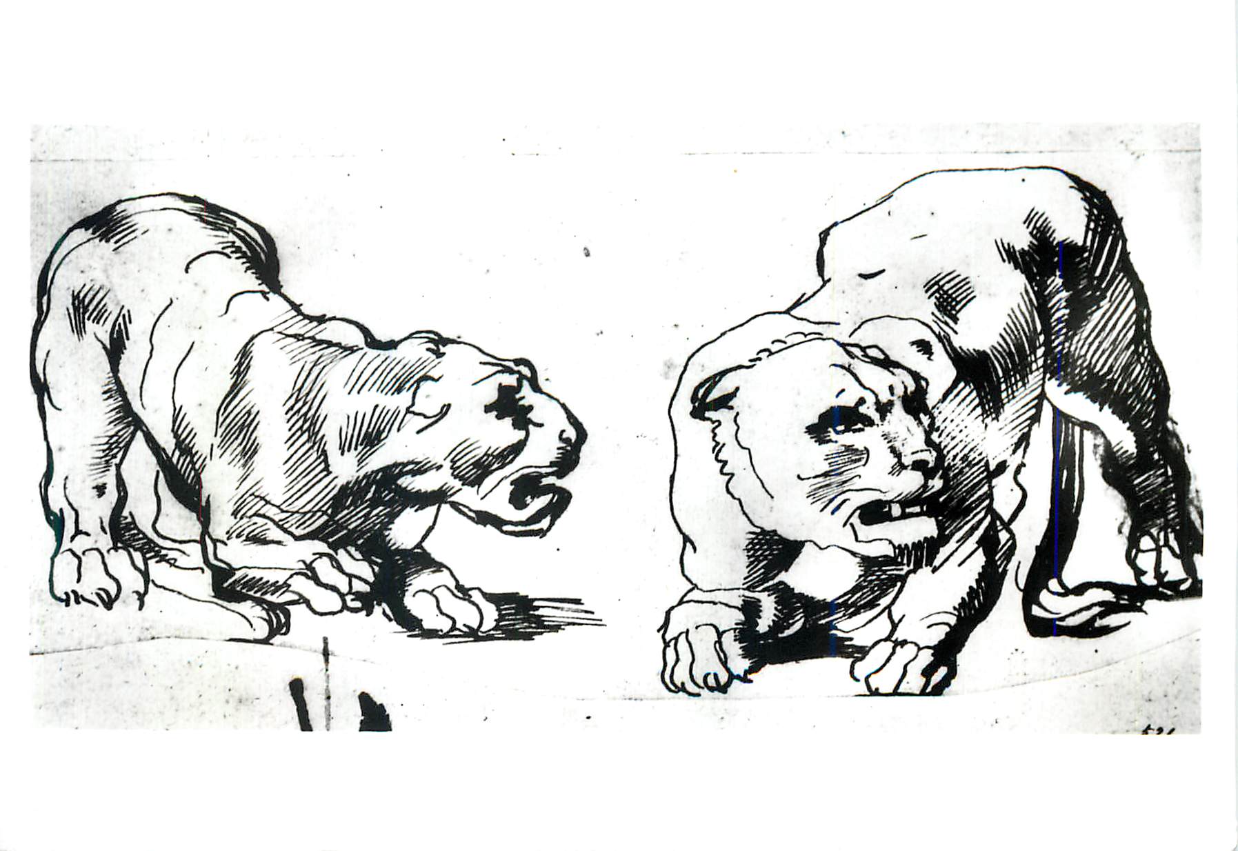 CPM Sir Peter Paul Rubens Two crouching lionesses Pen and Ink Victoria and Albert Museum 