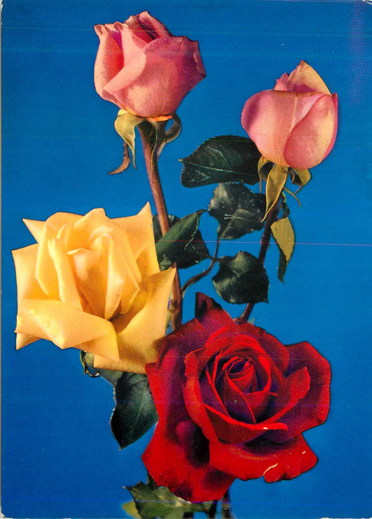 CPM Fleurs Roses