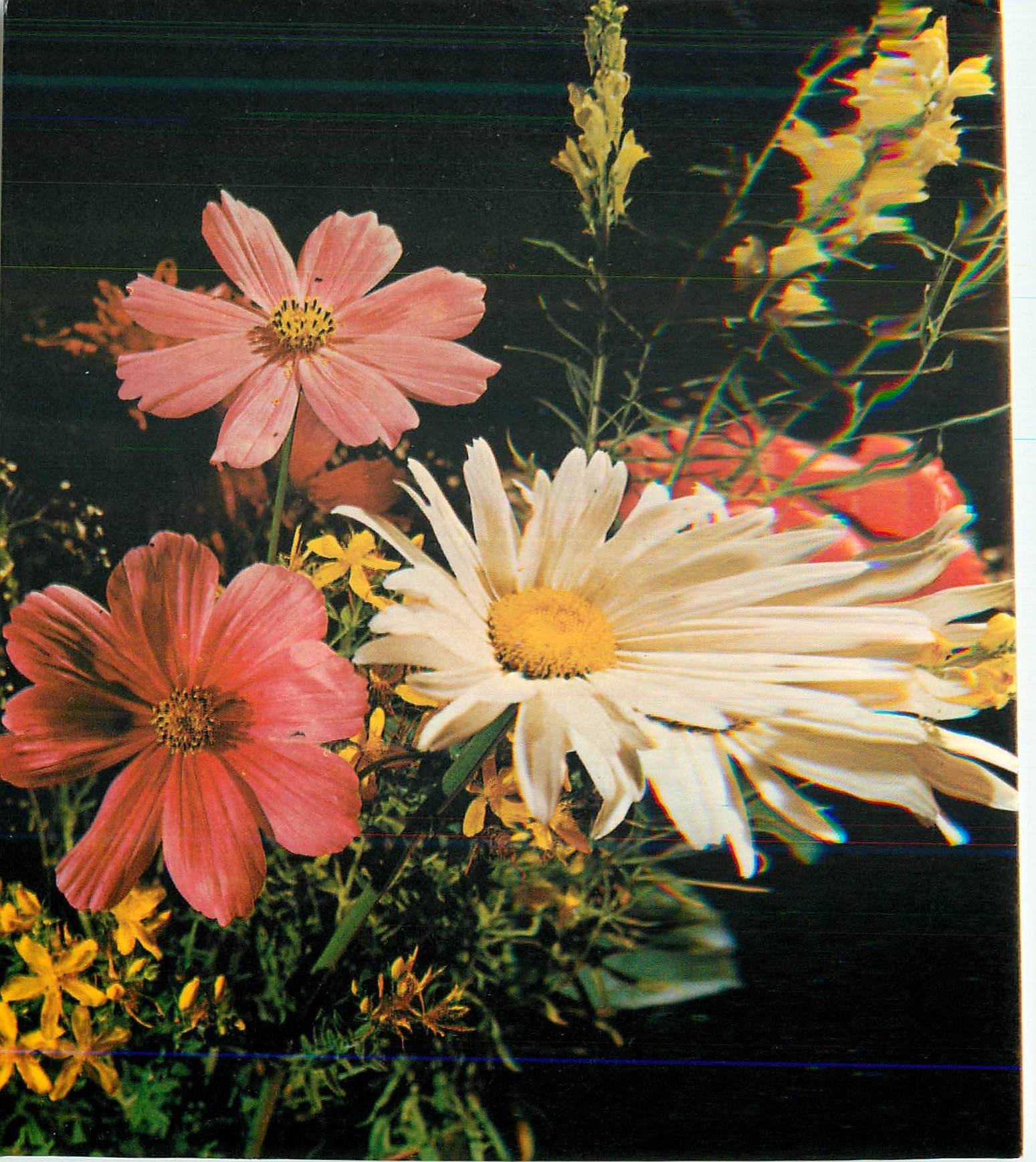 CPM Fleurs