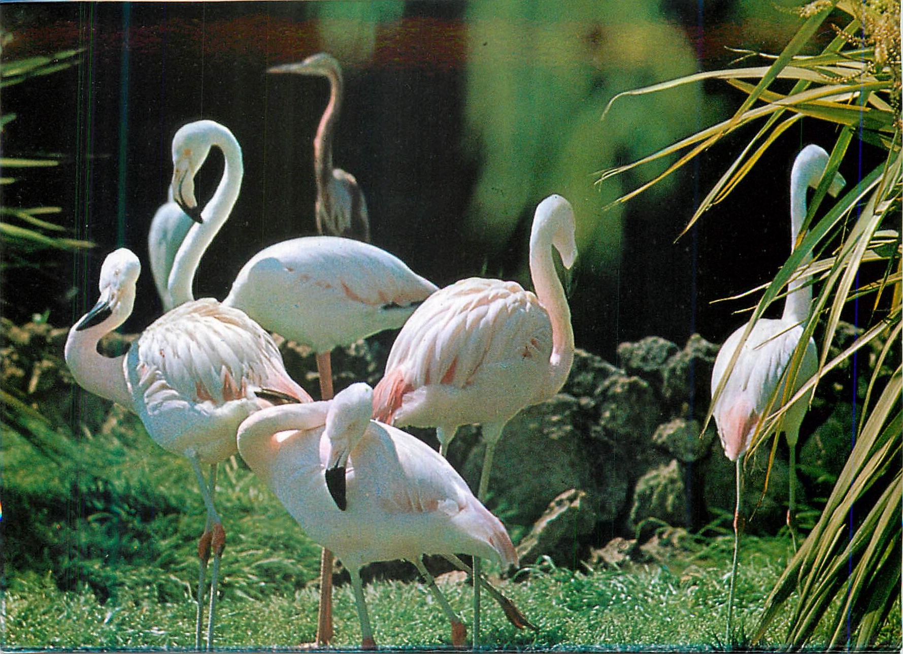Flamants roses — Marineland — éditeur Marineland S.A.