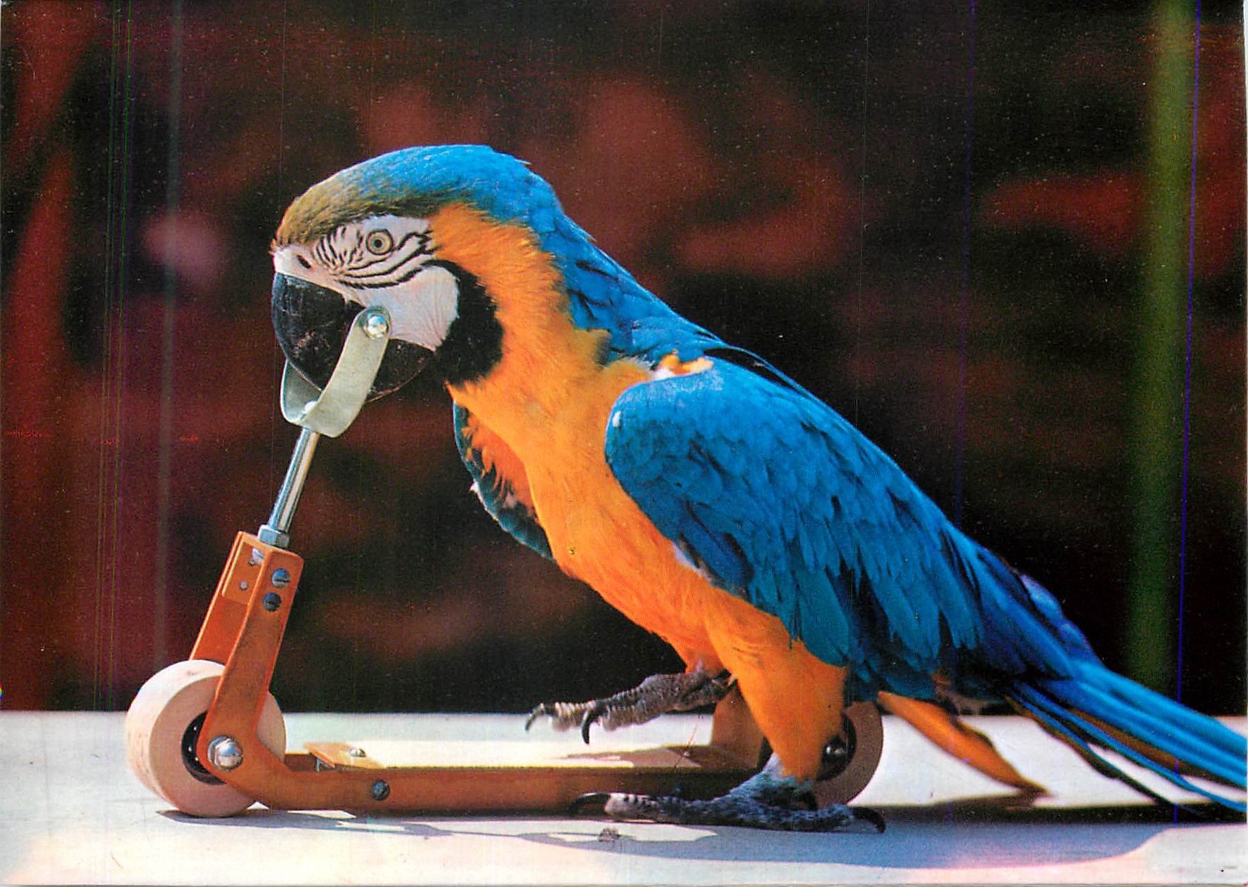 Macaw avec prothèse — Marineland Costa Brava — éditeur Marineland S.A.