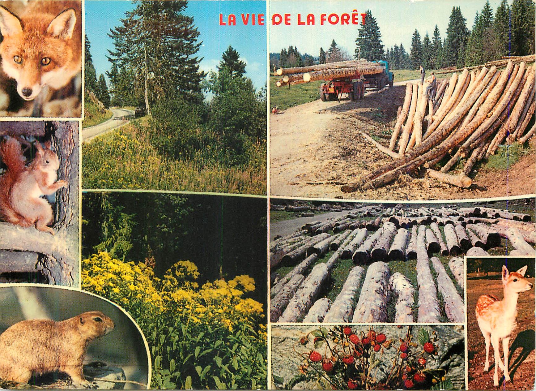 CPM La vie de la foret Renard Chevreuil Ecureuil