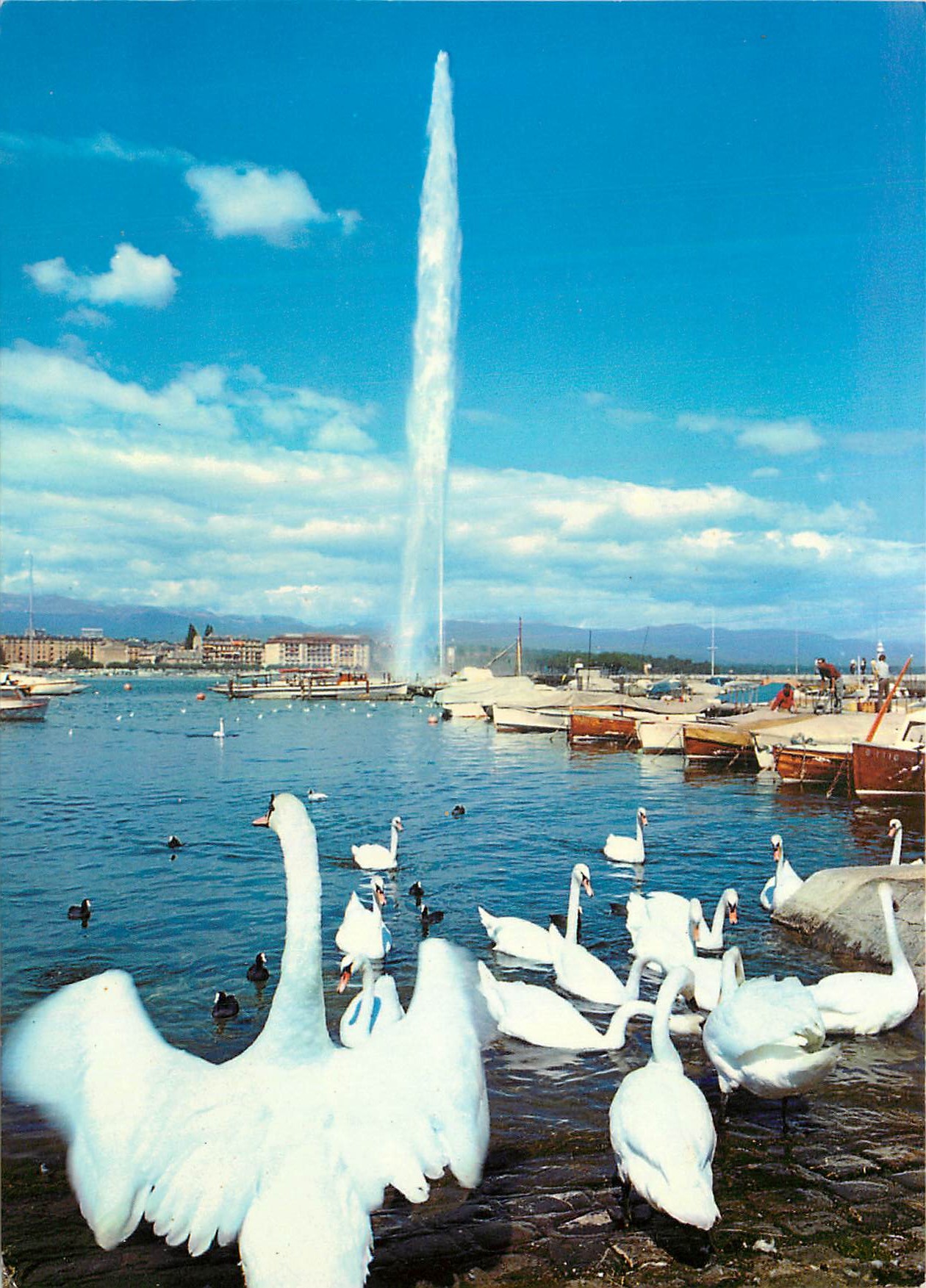 CPM Geneve La rade avec les cygnes et le jet d eau 