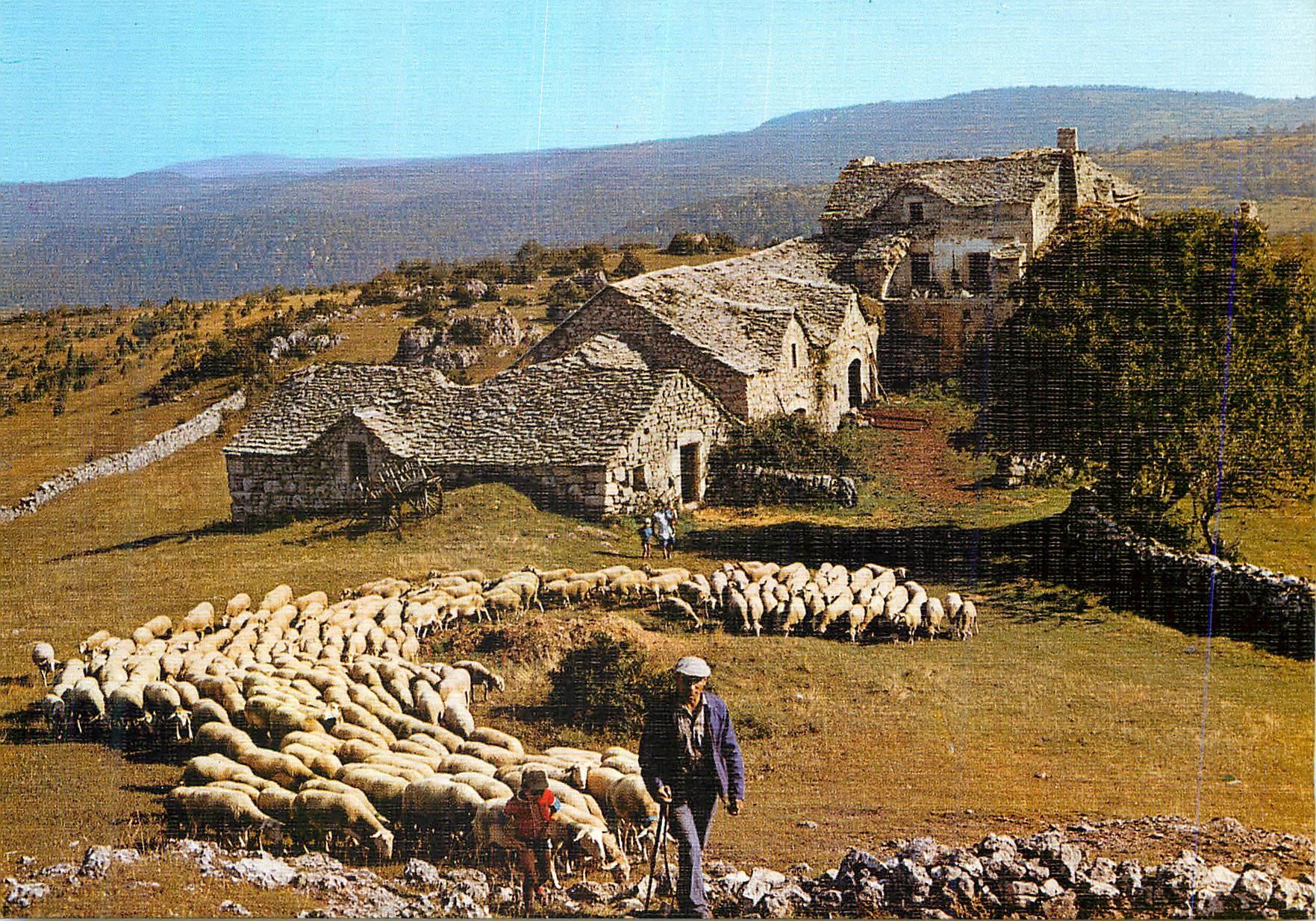CPM Depart pour le paturage Moutons