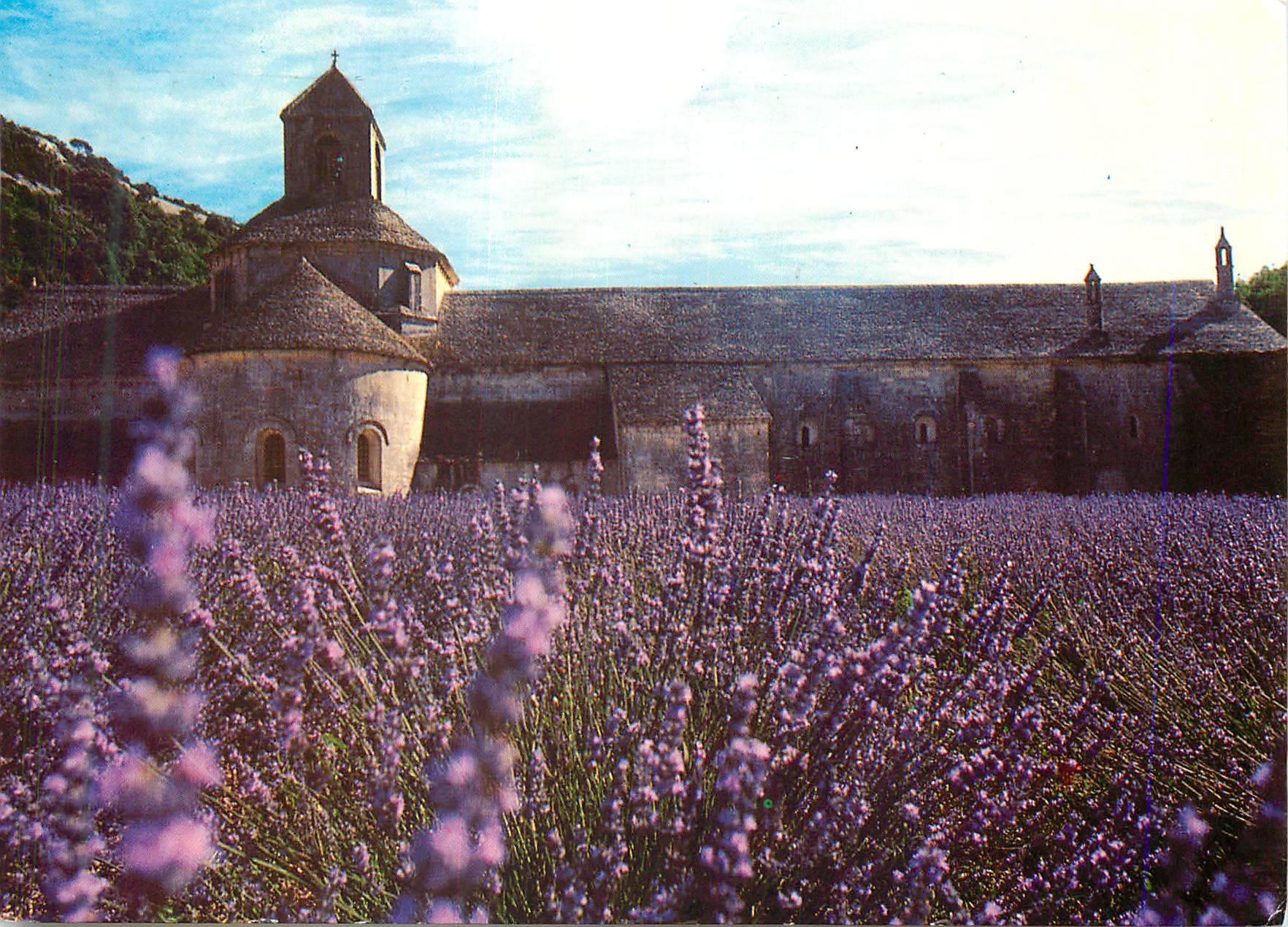 CPM Le lavande en fleurs 