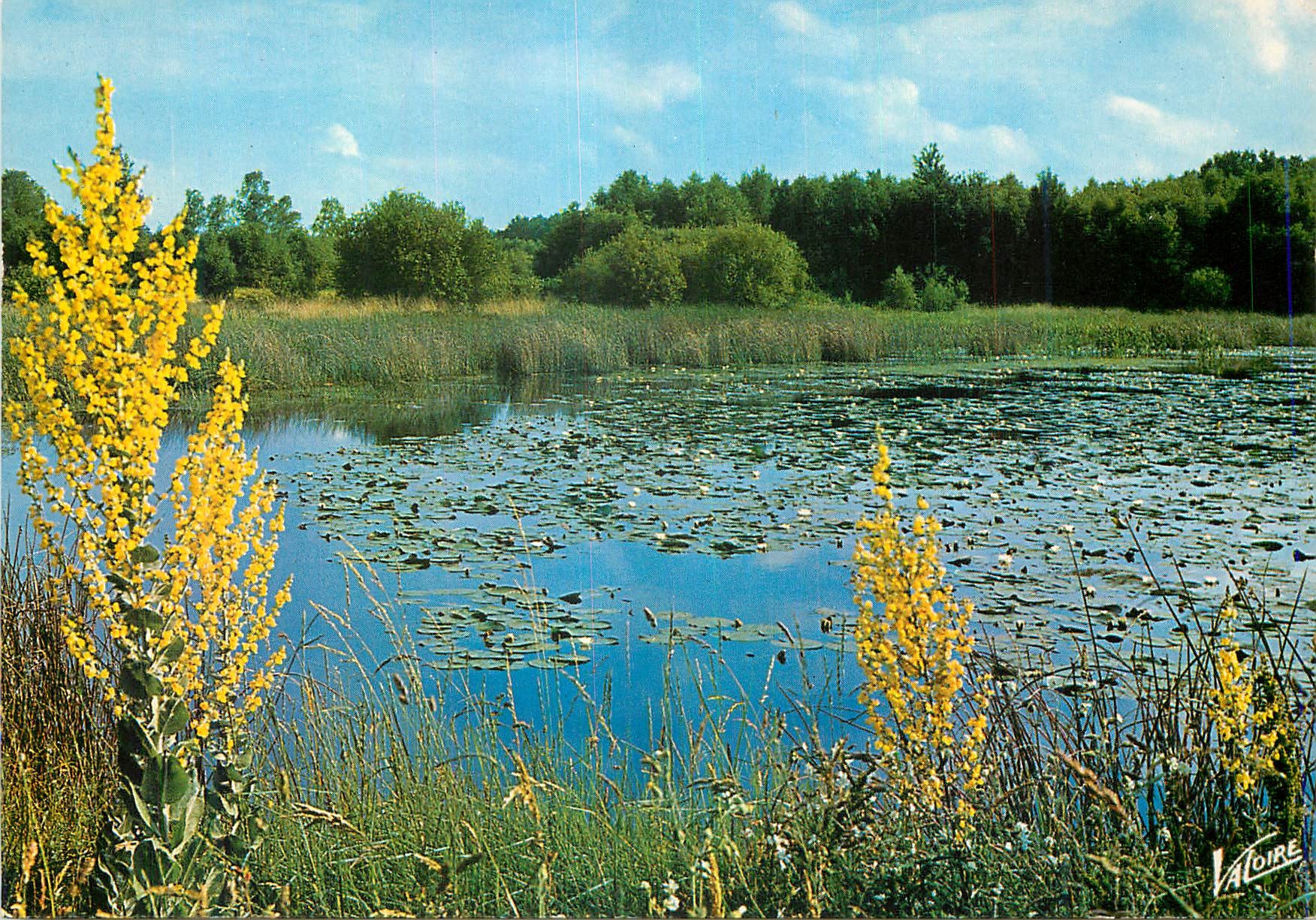CPM En sologne L etang aux nenuphors 