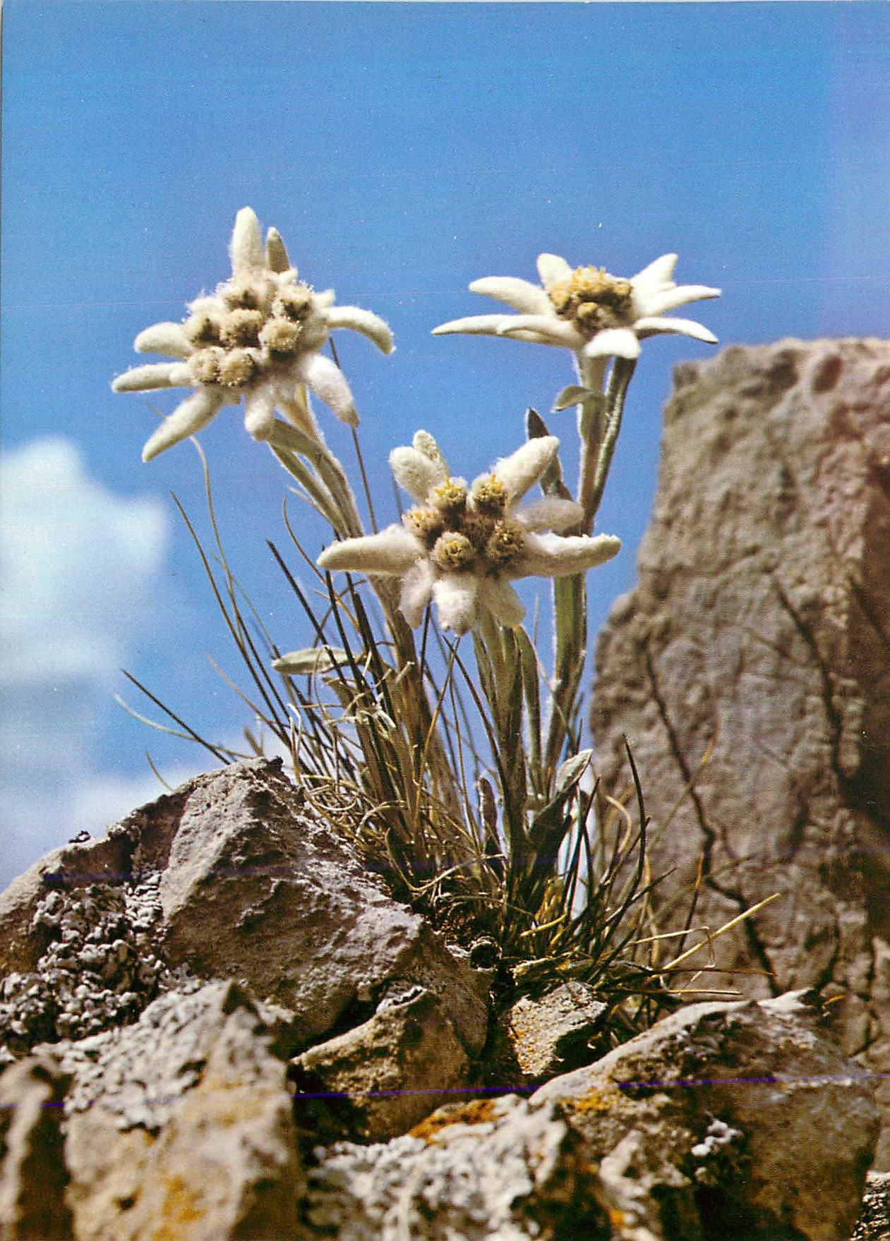 CPM Leontopodium alpinum Edelweiss 