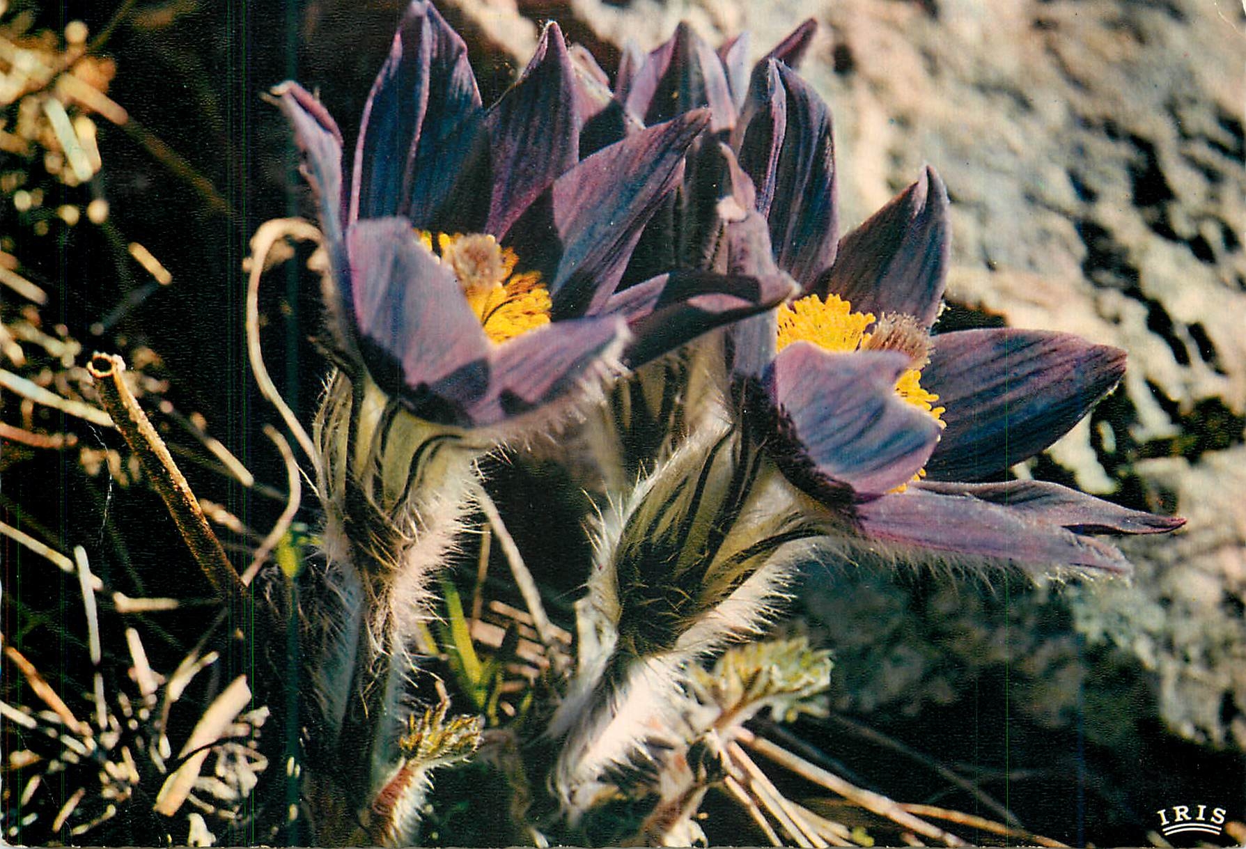 CPM Flore de Montagne Anemones 