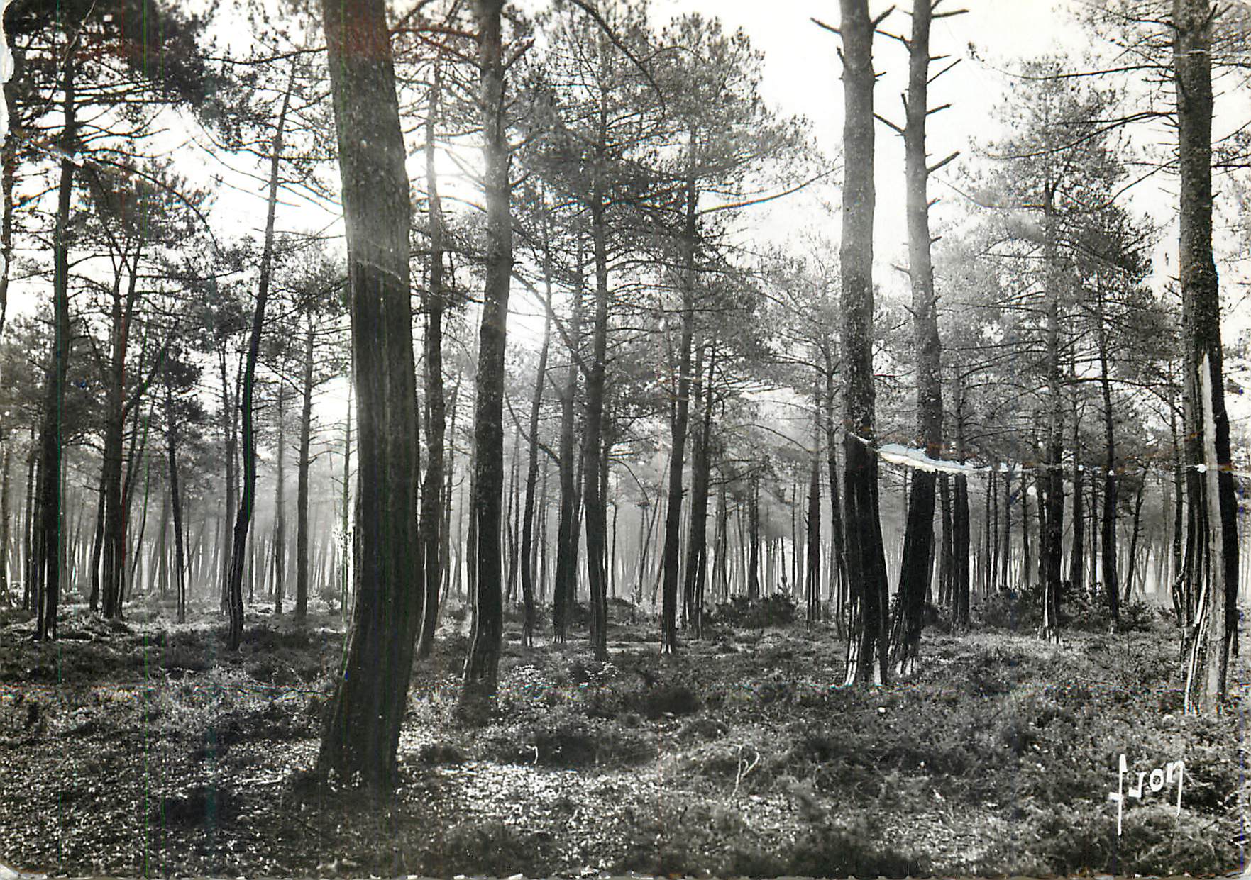 Forêt de pins en gemmage — Les Landes de Gascogne — Éditions d'Art J. JON