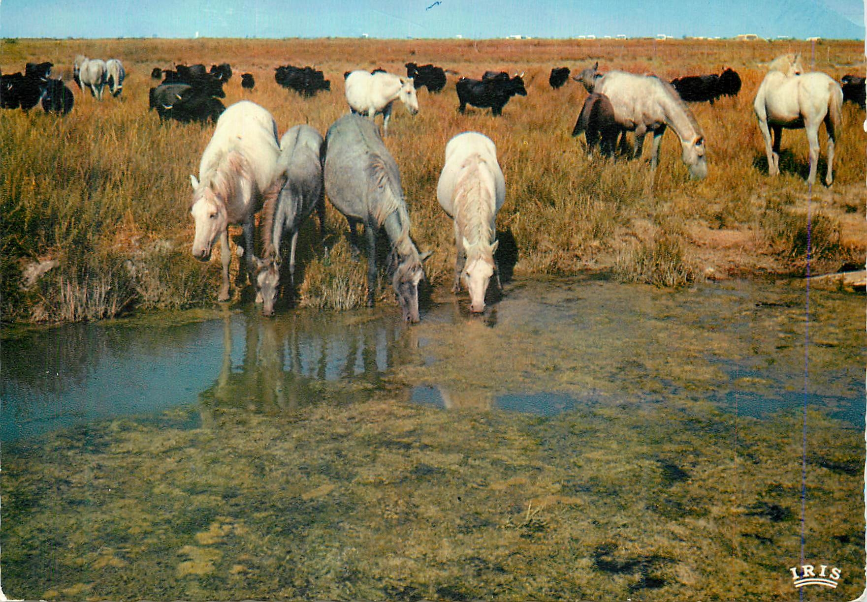 CPM En Camargue avec les Gardians Un Ciel Tres pur Une Plaine sans Limite