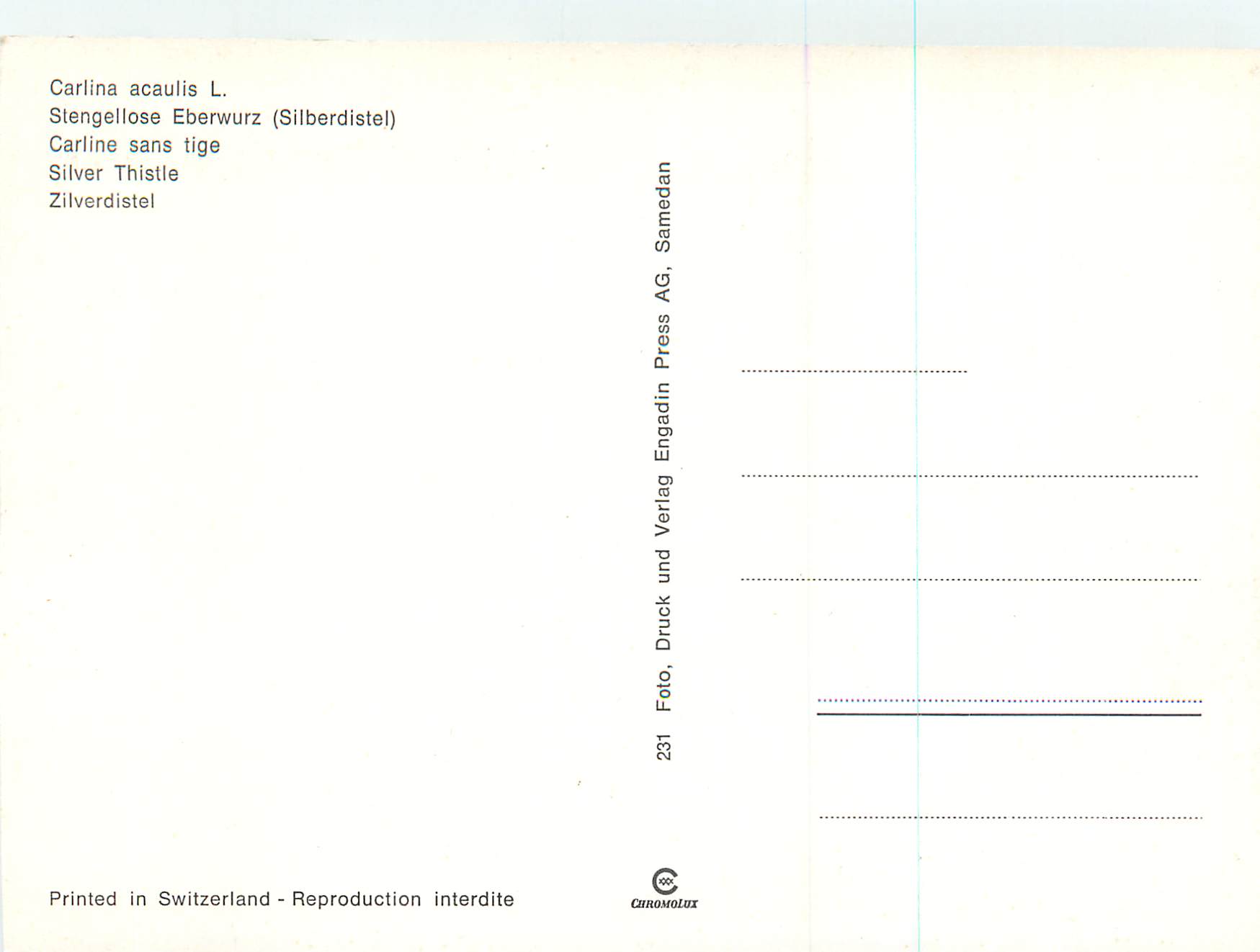 CPM Carlina Acaulis Carline Sans Tige — Verso