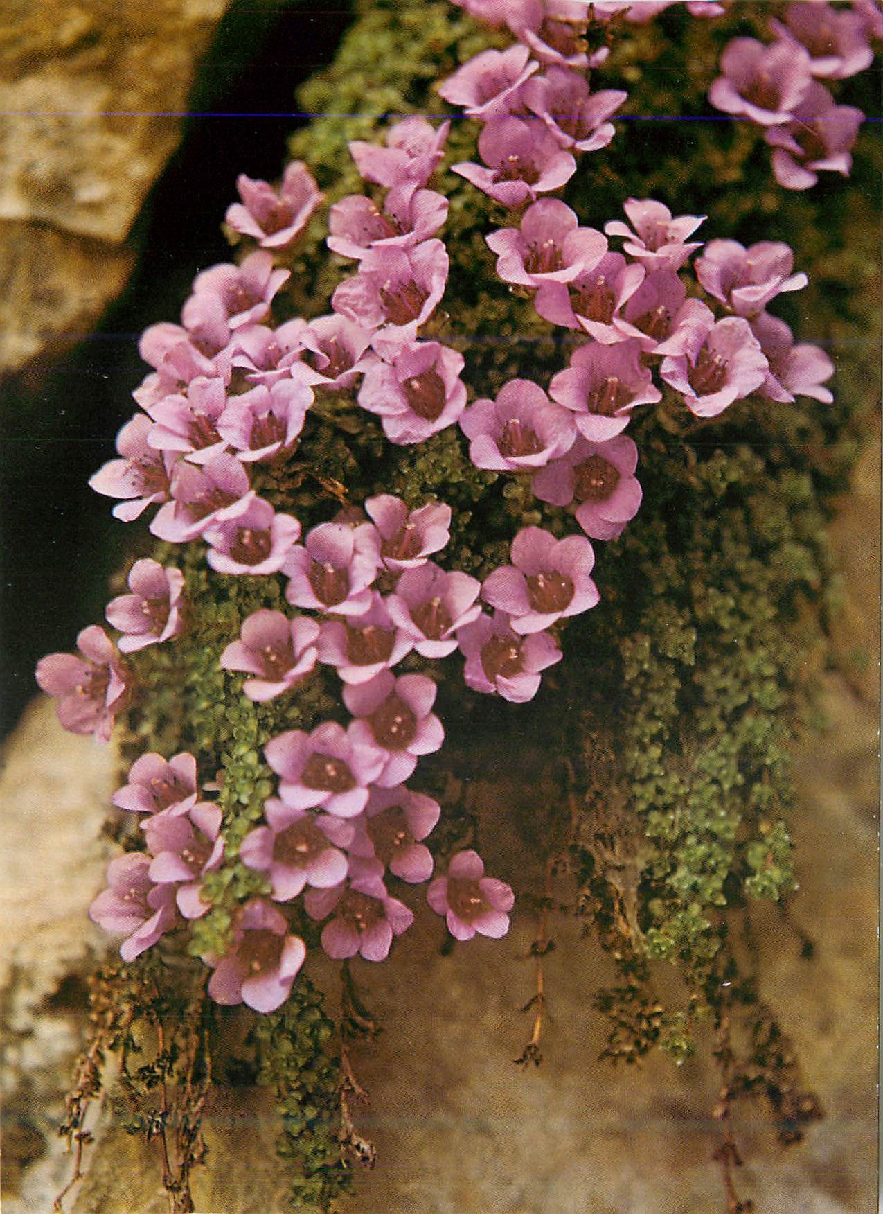 CPM Saxifrage a Feuilles Opposees Purple Saxifrage