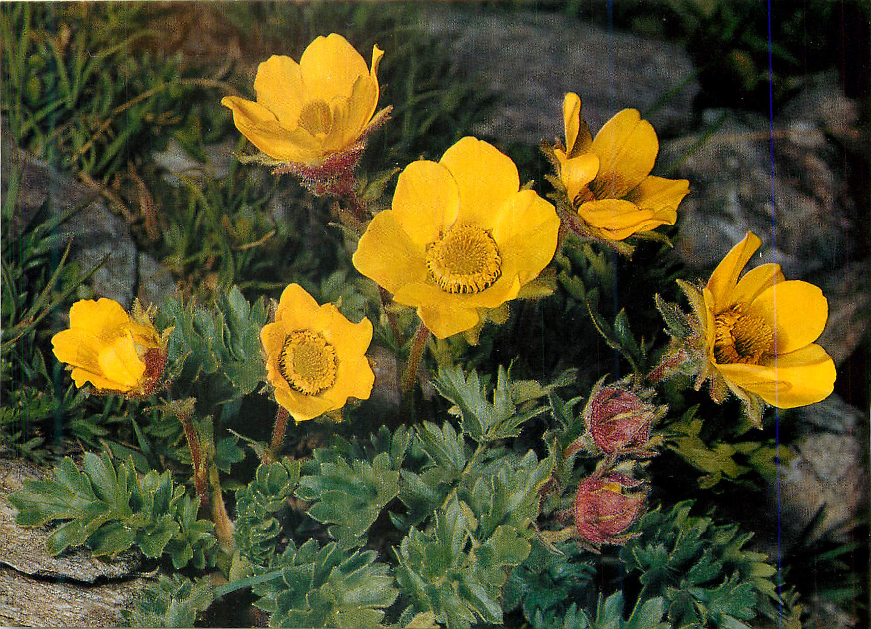 CPM Benoite des Montagnes Mountain Avens