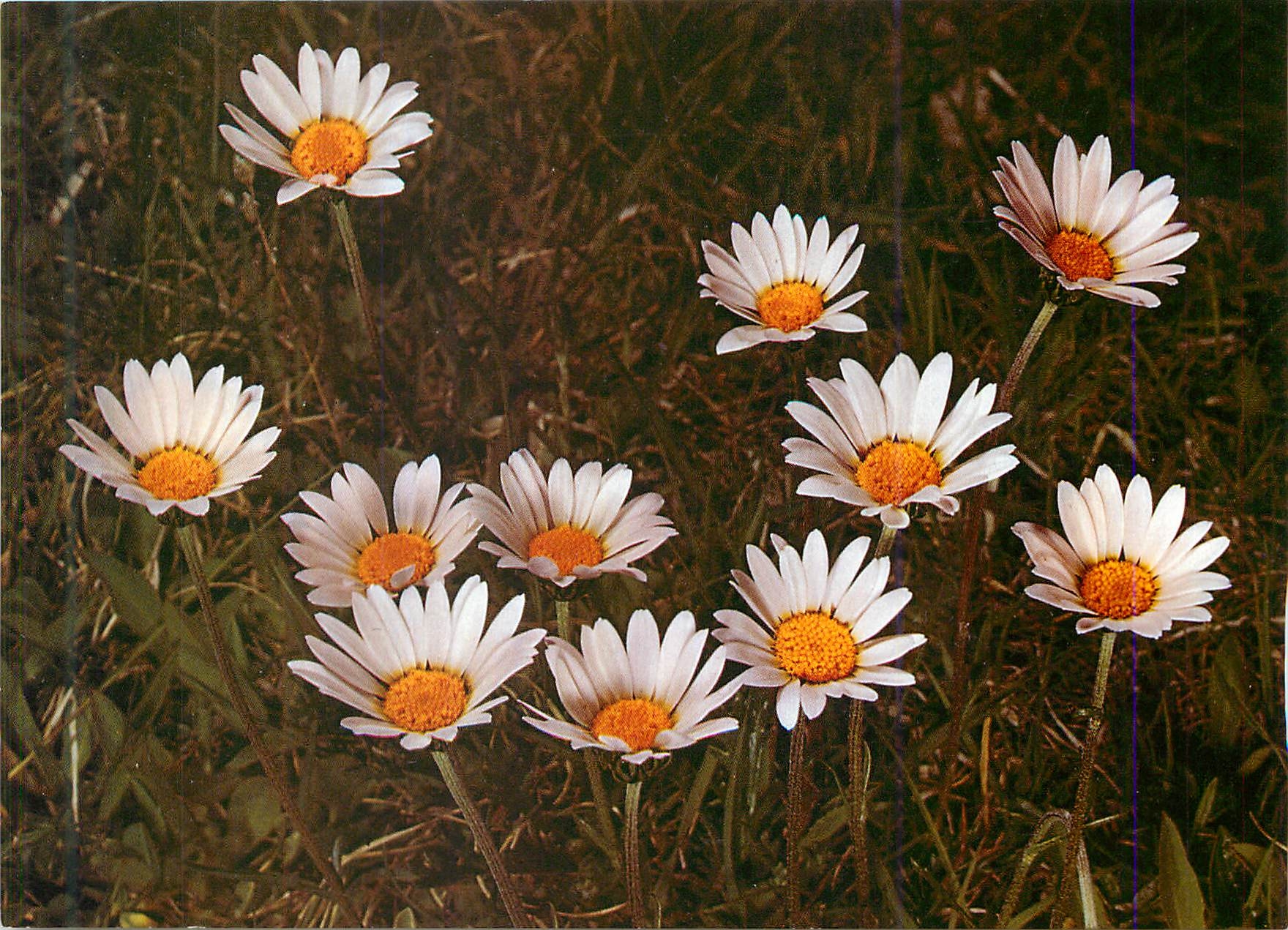 CPM Chrysantheme Marguerite Grande Marguerite Oeil de Boeuf