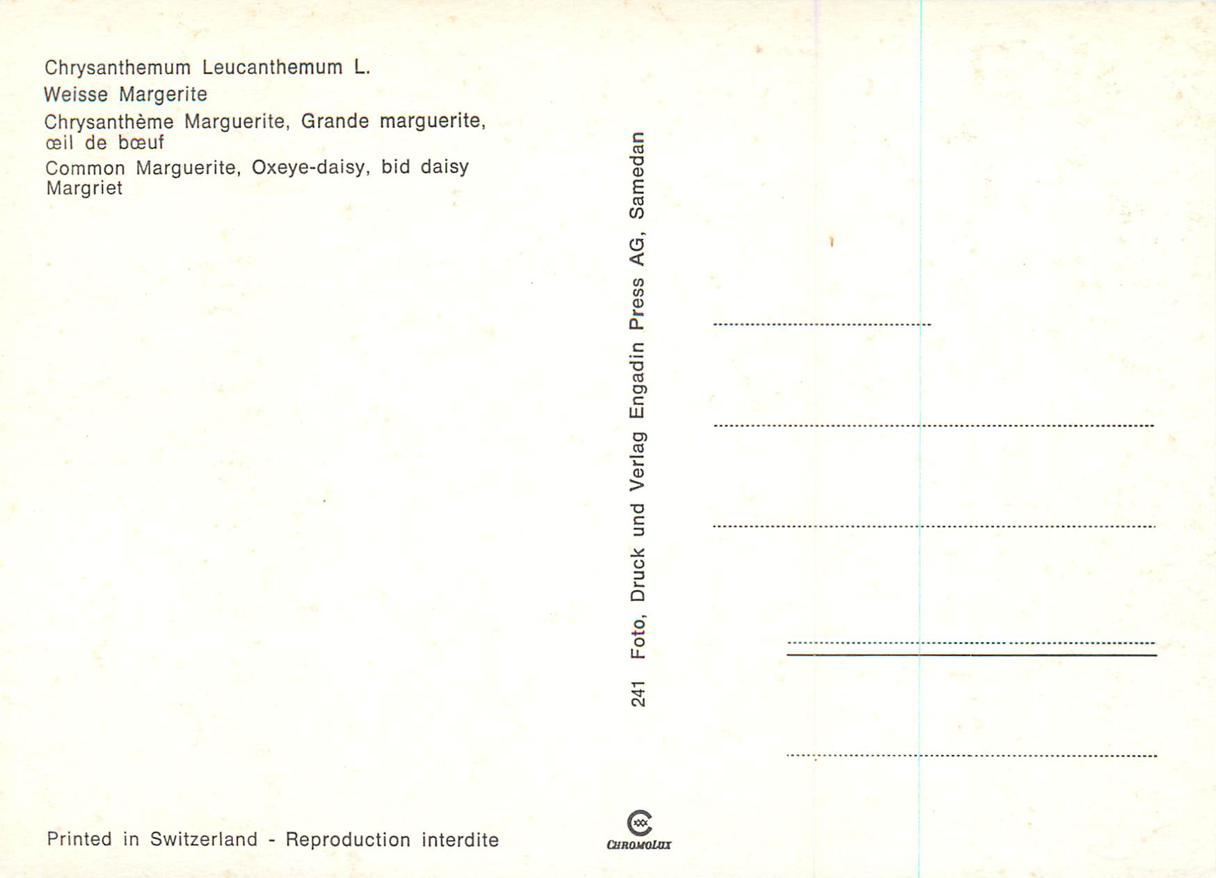 CPM Chrysantheme Marguerite Grande Marguerite Oeil de Boeuf — Verso