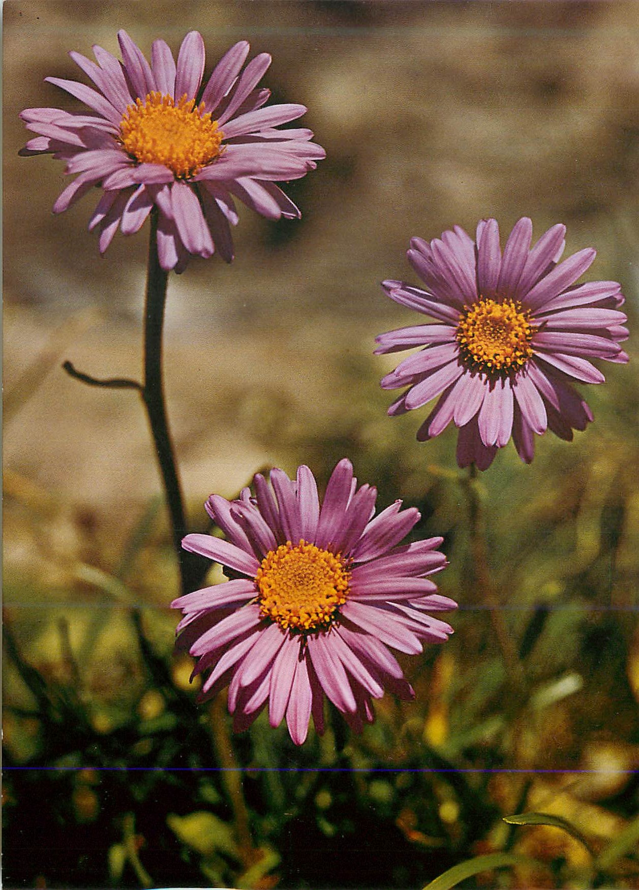 CPM Aster des Alpes