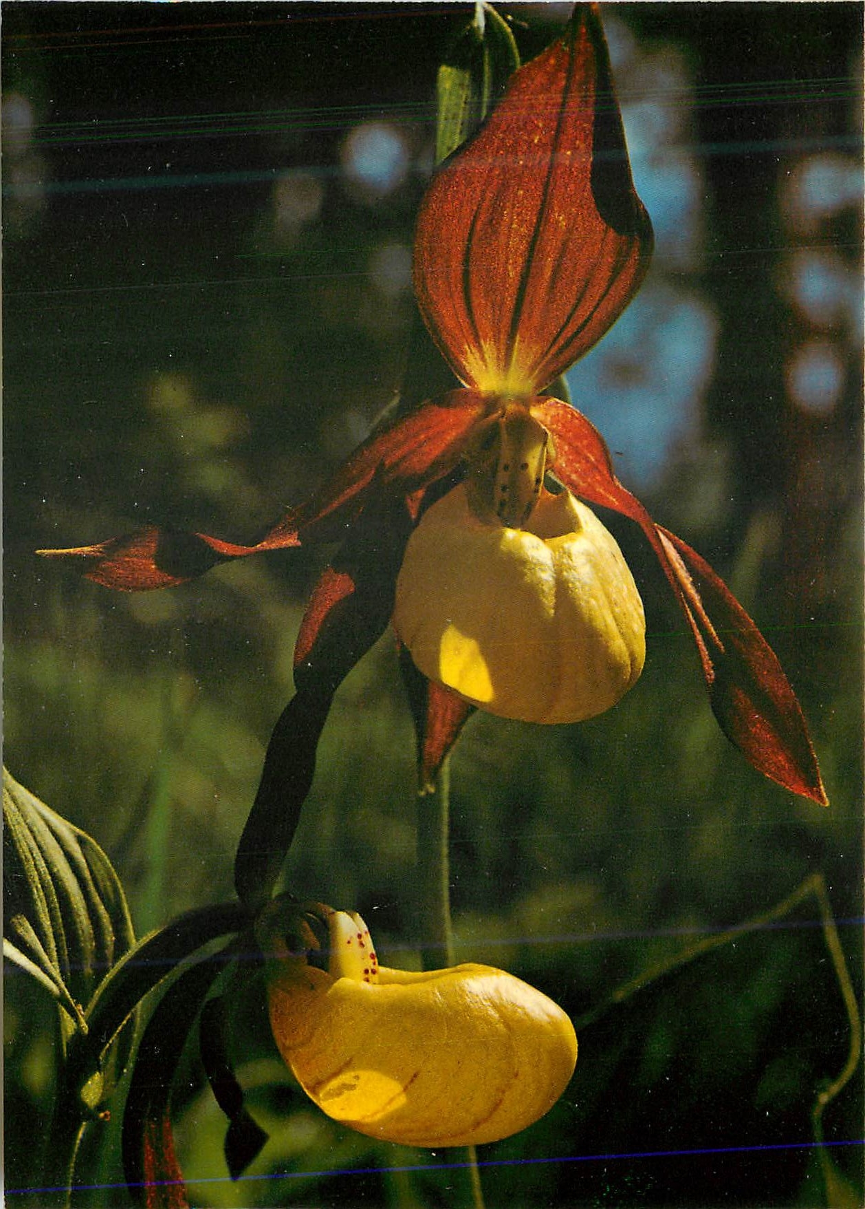 CPM Sabot de Venus Lady's Slipper