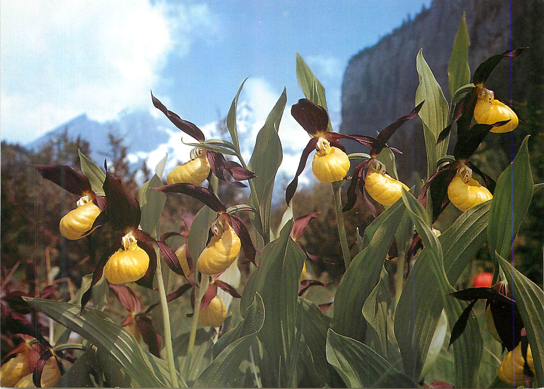 CPM Sabot de Venus Lady's Slipper