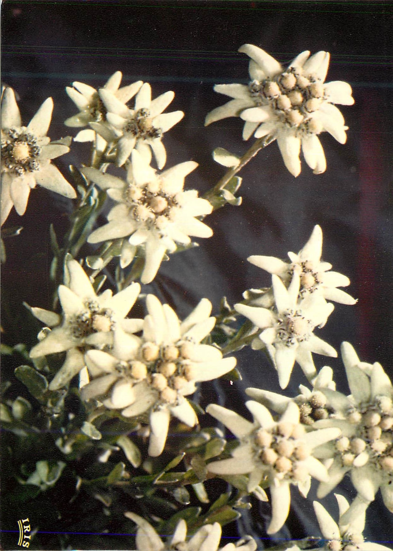 CPM L'Edelweiss Immortelle des Neiges