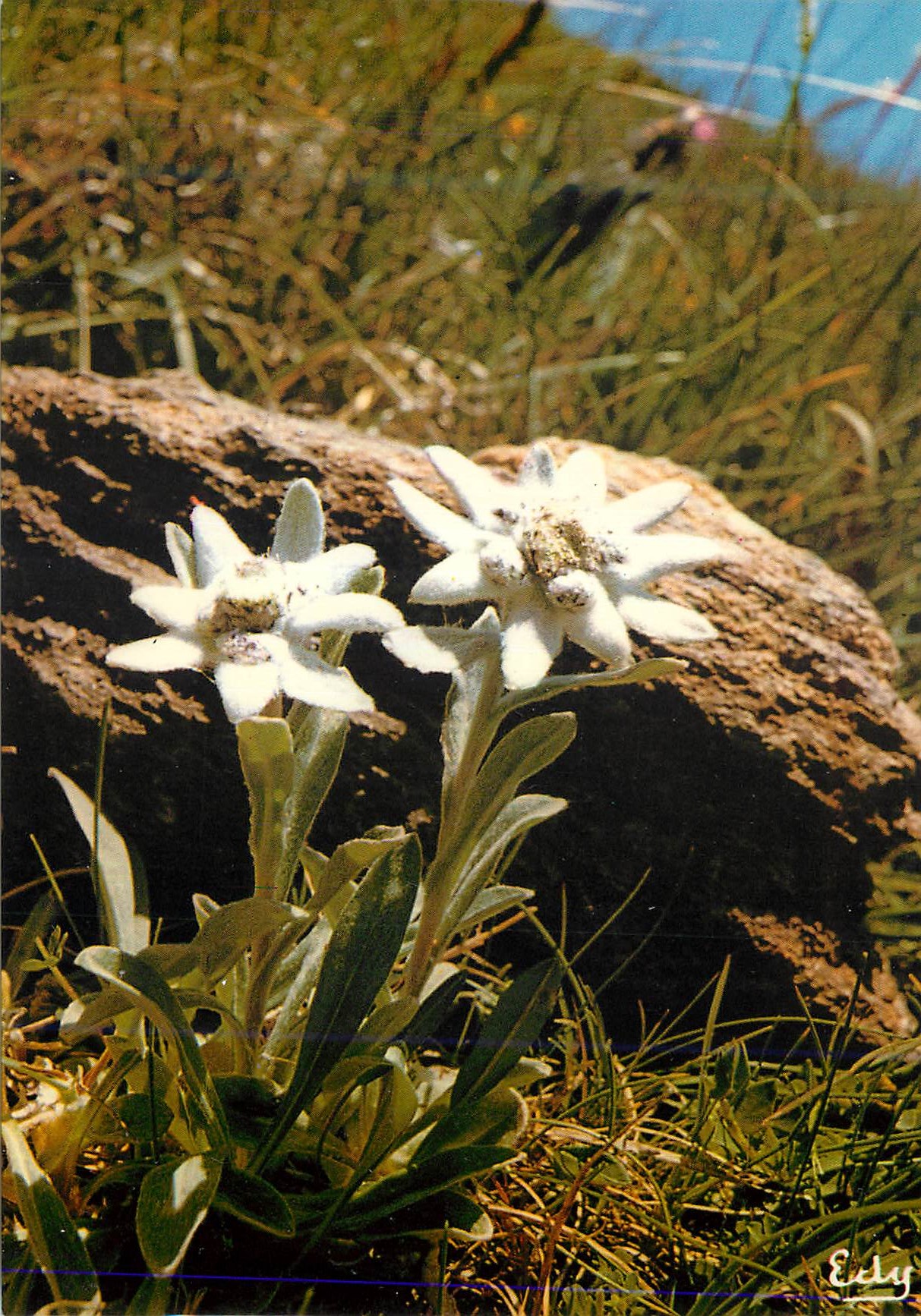 CPM Edelweiss ou Etoile d'Argent Images de chez nous (Leontopodium Alpinum)