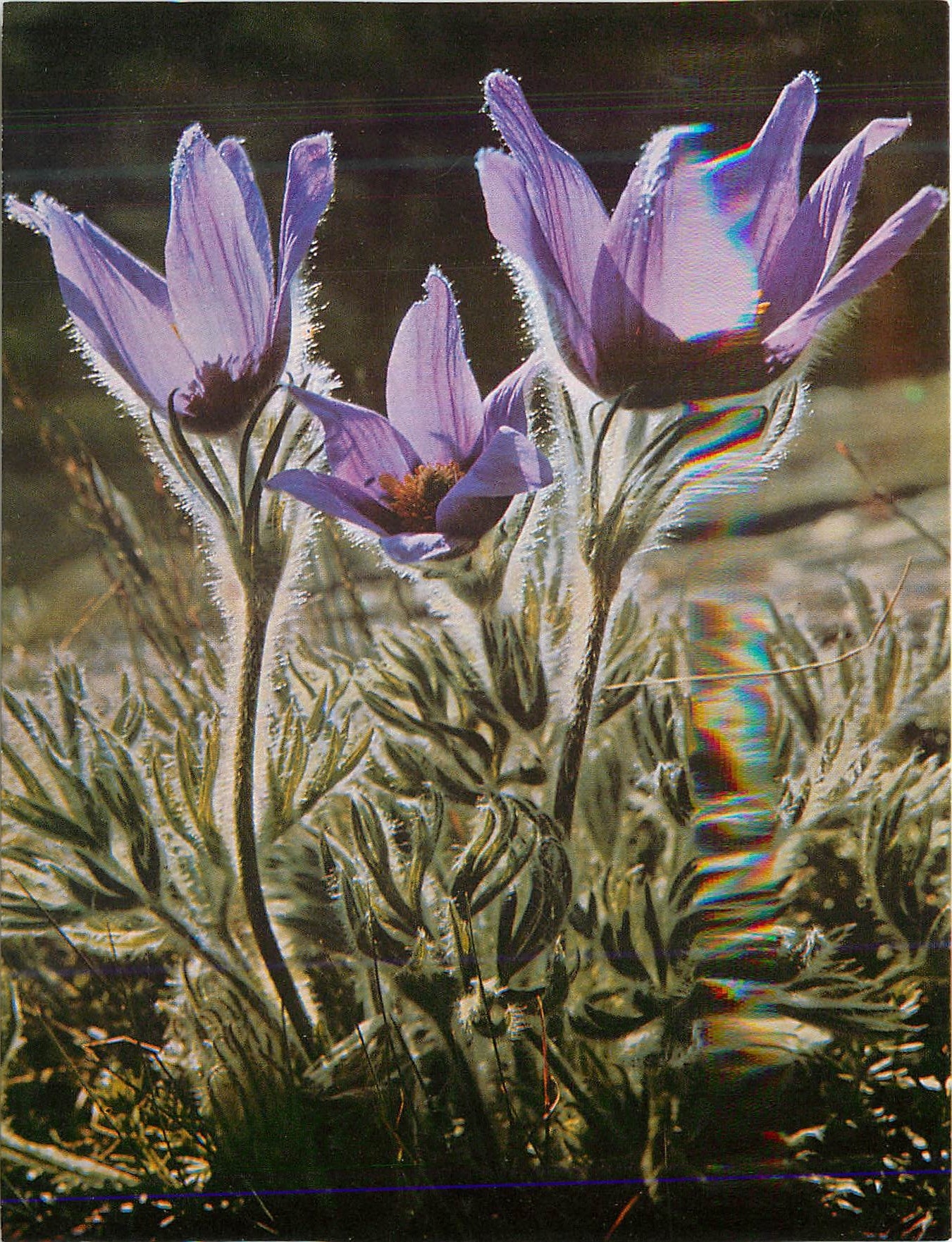 CPM Anemone Pulsatilla Pulsatille Vulgaire Pasque Flower