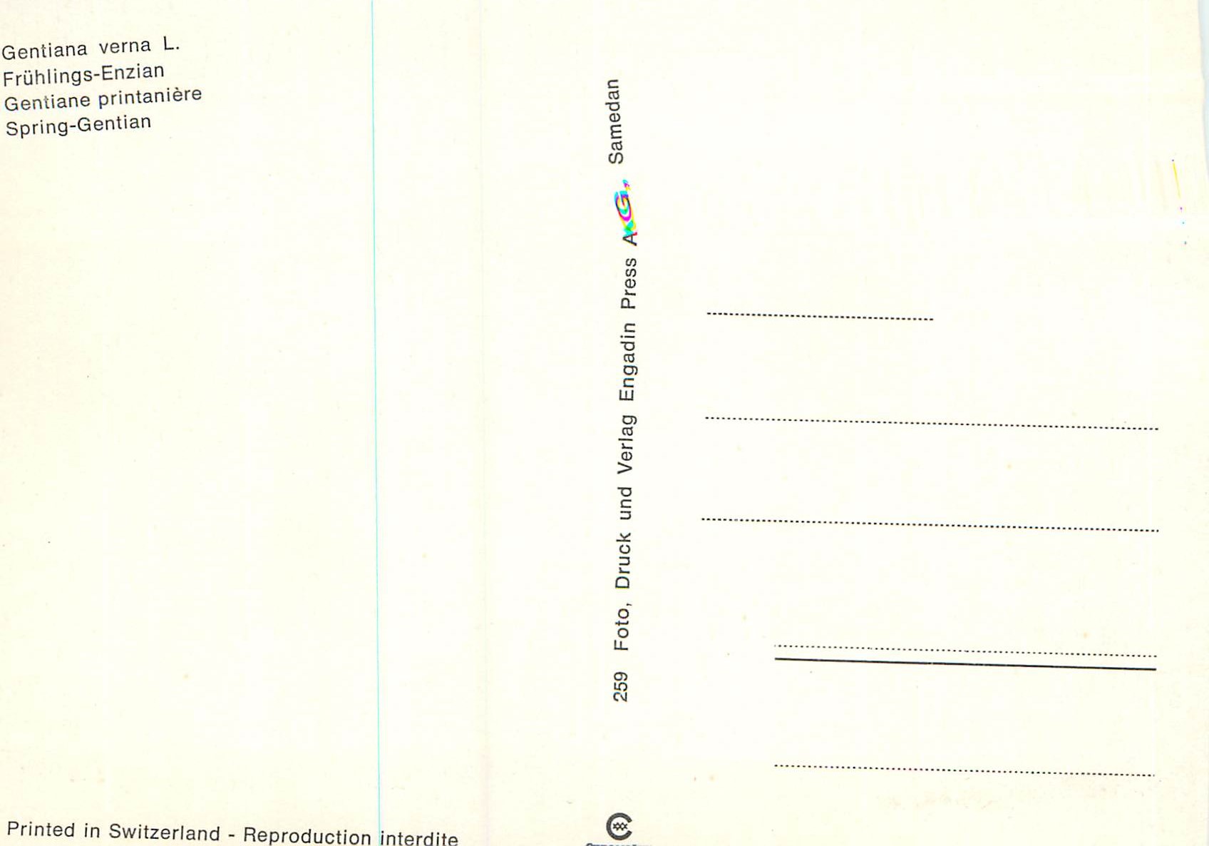 CPM Gentiane printaniere — Verso
