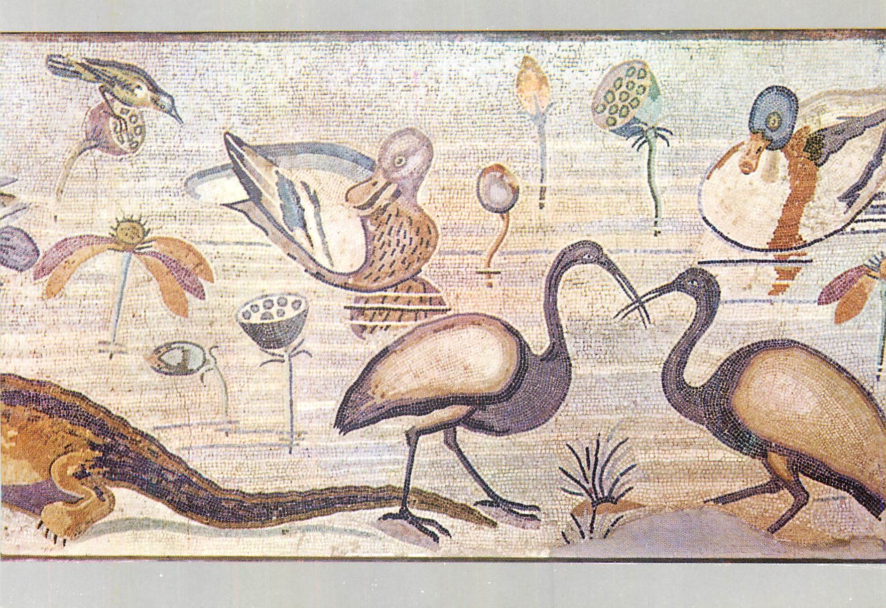 CPM Napoli Museo Nazionale Scena nilotica (Mosaireo I sec a C de Pompei) Canard