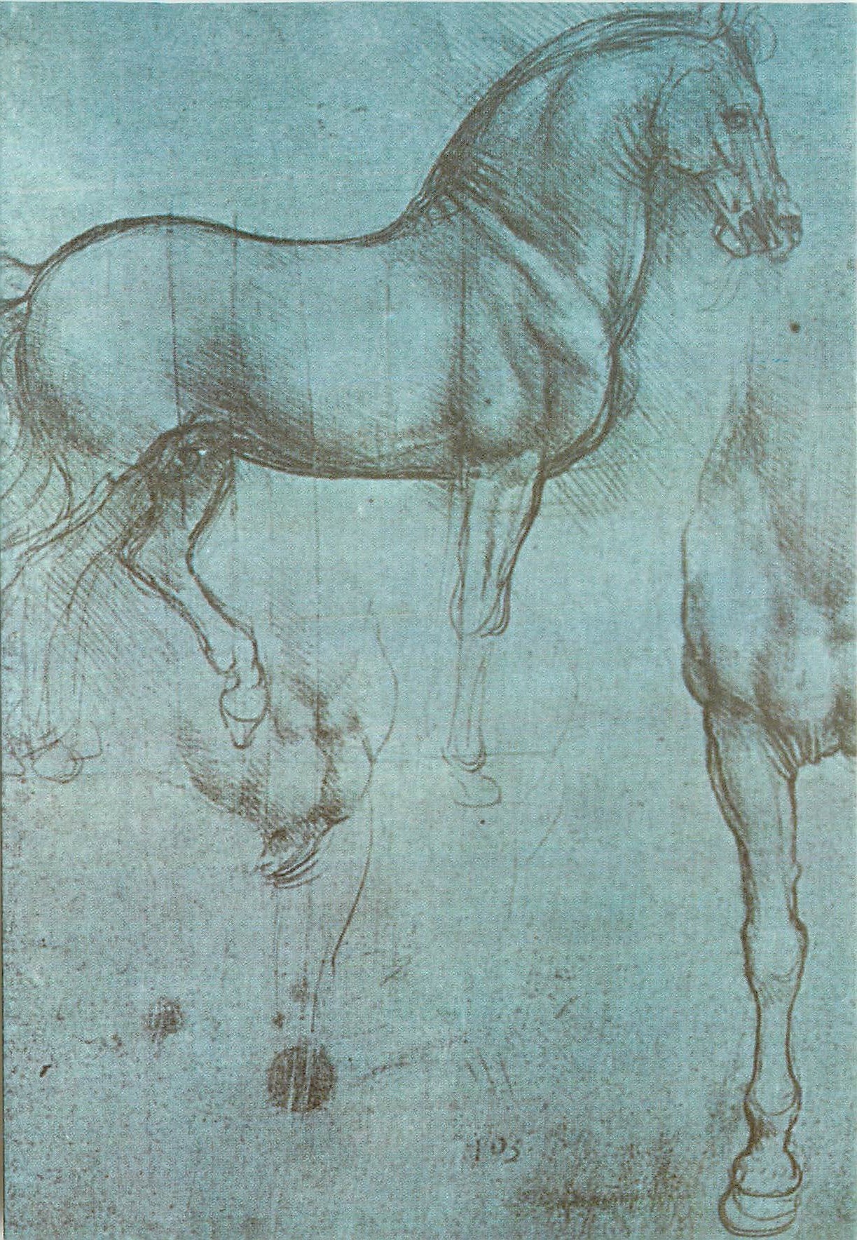 CPM Leonardo Studio di cavalli