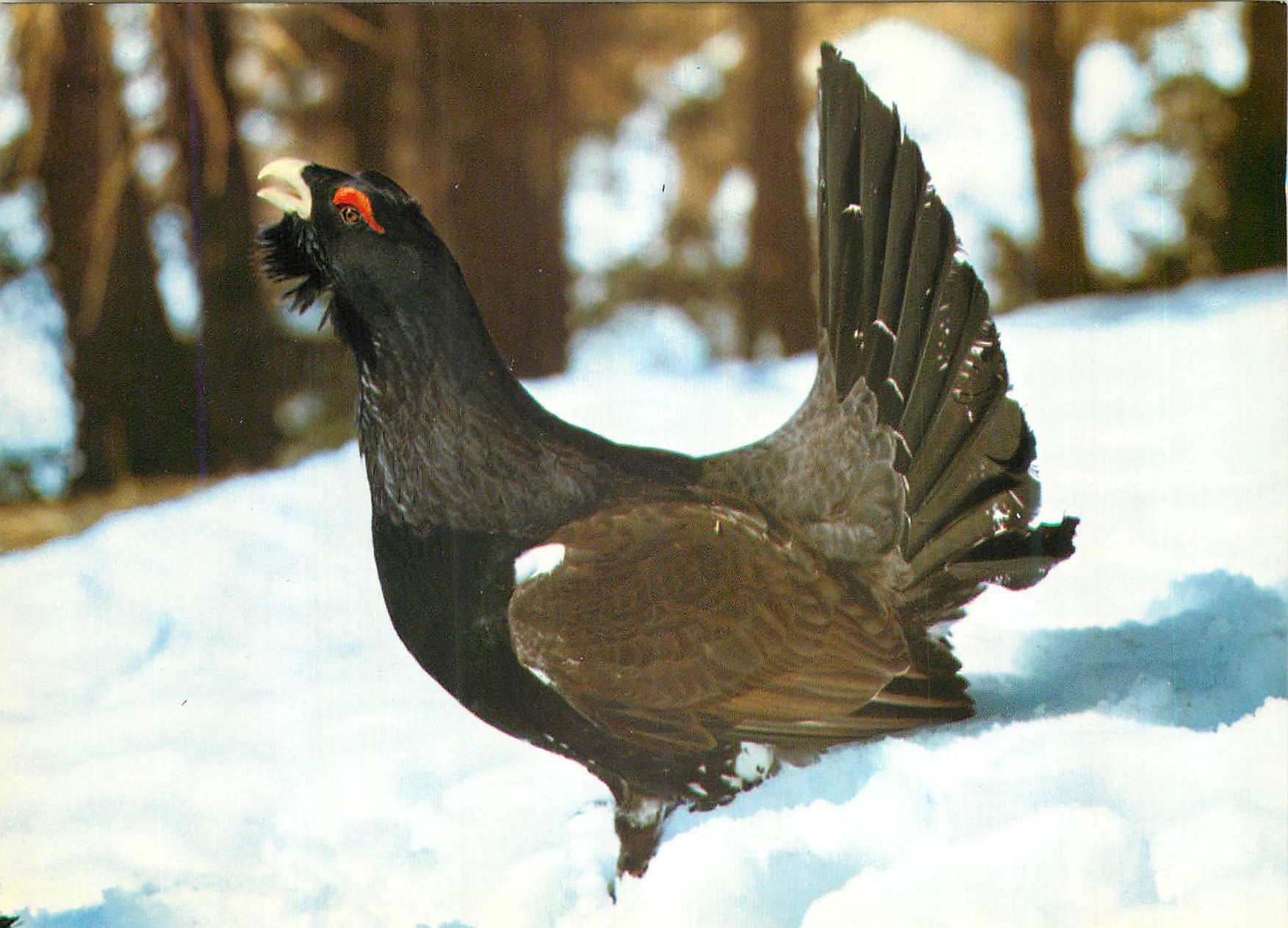 CPM Tetrao urogallus L Auerhahn in der Balz Coq de bruyere Mountain cock